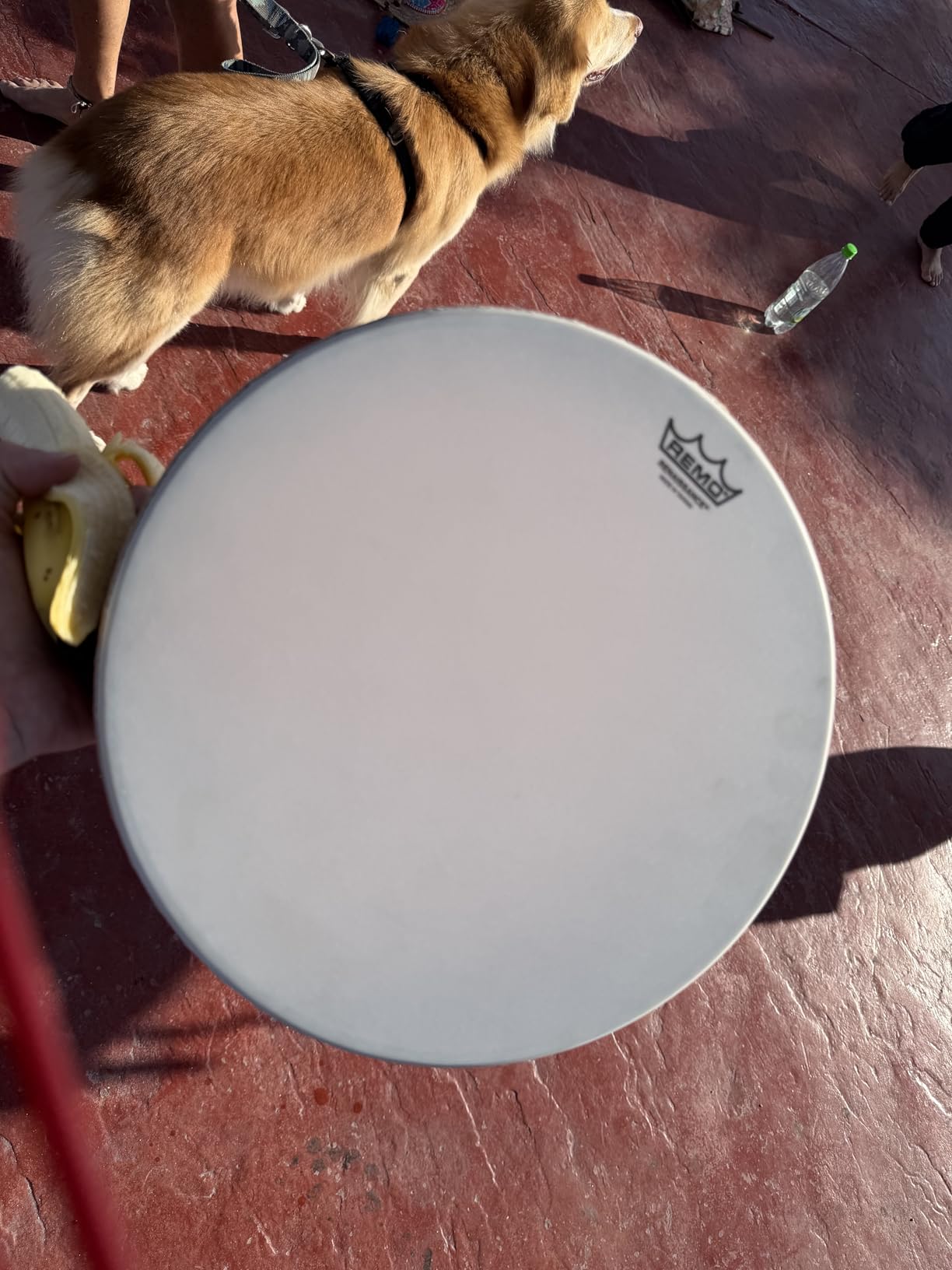 REMO Frame Drum, RENAISSANCE, 12