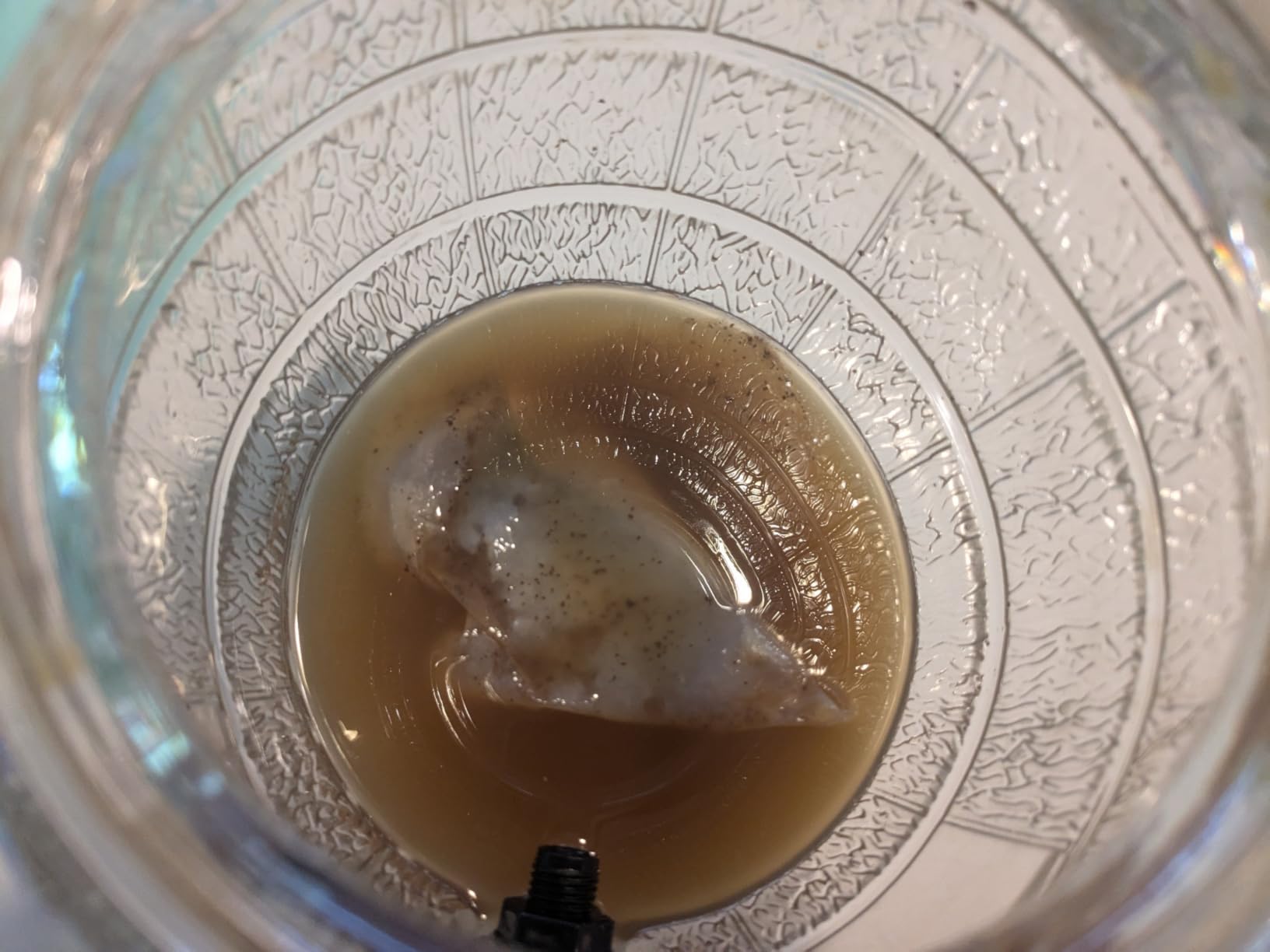 Fermentaholics ORGANIC Kombucha SCOBY With Twelve Ounces of Starter Tea - Live Starter Culture - Makes A One Gallon Batch - 1.5 Cups of Strong Mature Starter Tea - Brew Your Own Kombucha (1 Pack, 1, Count) customer photo 2