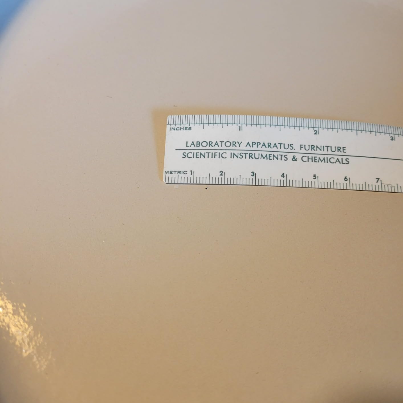 Lodge Essential Enamel Braiser, 3.6 Quart, Oyster White, Induction-Safe & PFAS-Free customer photo 2