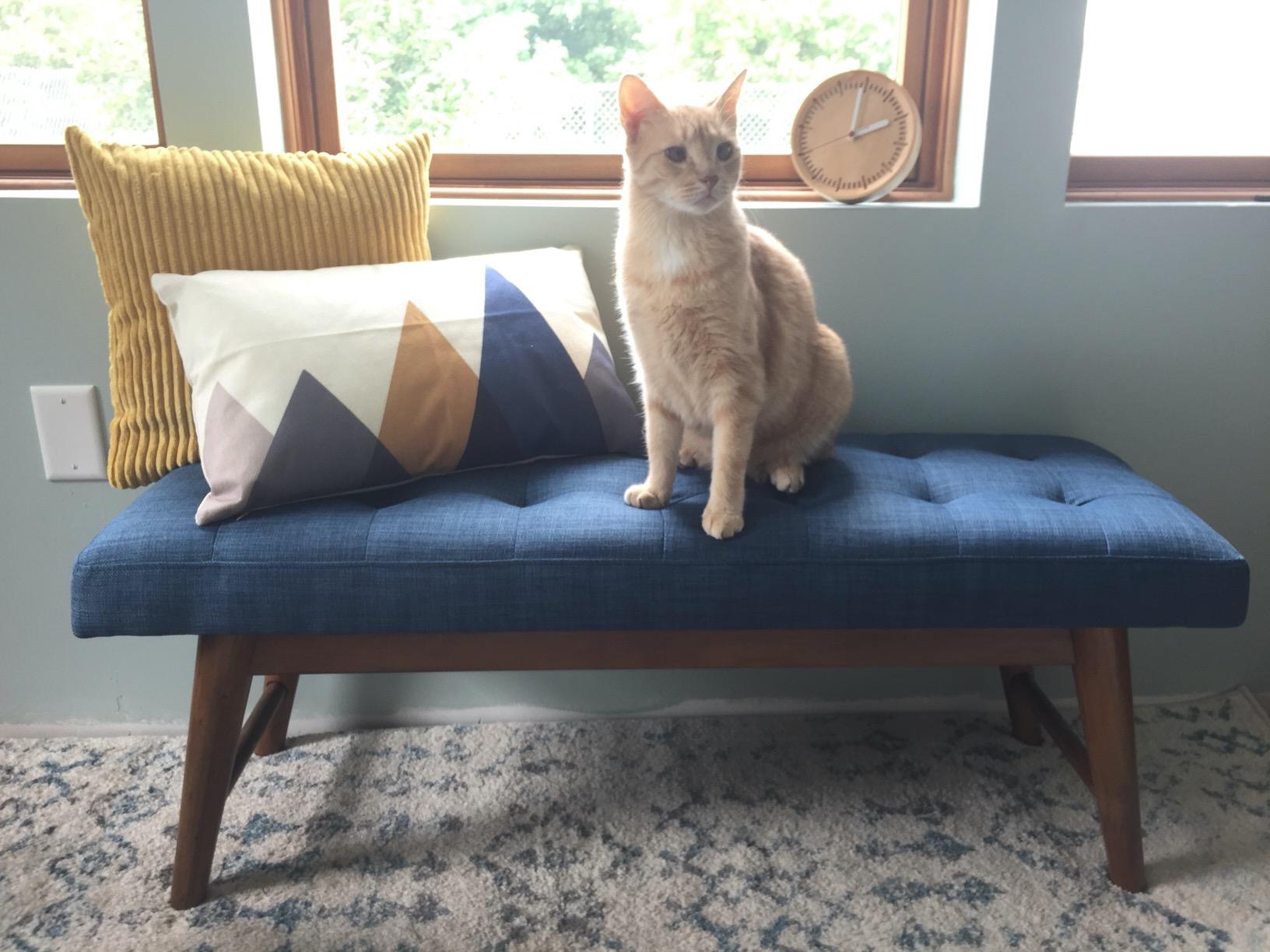 Amazon Basics Modern Haraden Upholstered Button-Tufted Bench, Blue, 16 x 44 x 17 in customer photo 1