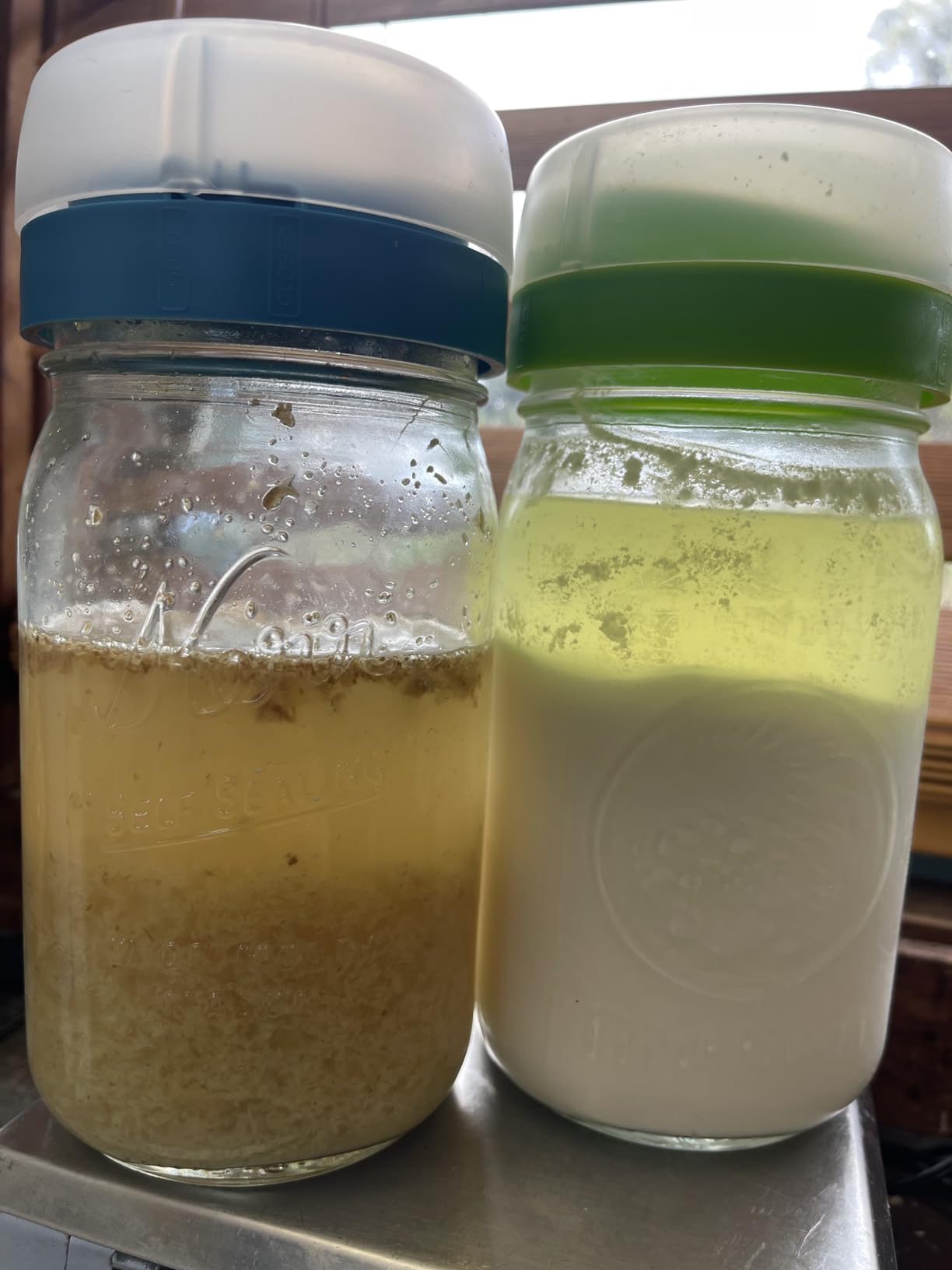 Masontops Kefir Caps - Wide Mouth Mason Jar Lids - Water Kefir Grains Strainer Mason Jar Kefir Jar - Home Water Kefir Starter Kit (4 Pack) customer photo 1