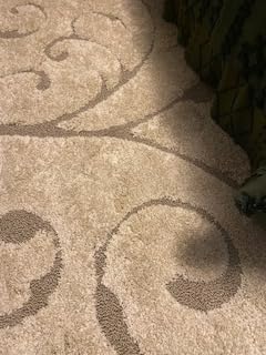 SAFAVIEH Florida Shag Collection Area Rug - 8' x 10', Ivory & Beige, Scroll Design, Non-Shedding & Easy to Clean, High-Low Plush Pile customer photo 2