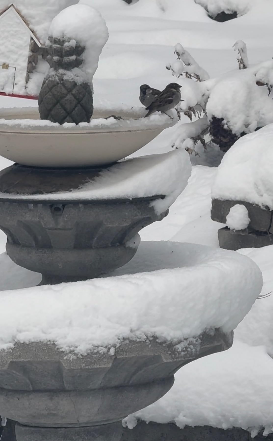 Allied Precision Industries API 600 20-Inch Diameter Heated Bird Bath Bowl (no stand), Light stone color customer photo 1