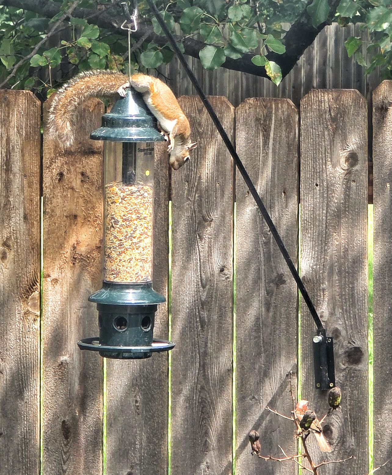 Squirrel Buster Plus Squirrel-proof Bird Feeder w/Cardinal Ring and 6 Feeding Ports, 5.1-pound Seed Capacity, Adjustable, Pole-mountable (POLE ADAPTOR SOLD SEPARATELY), Green customer photo 2
