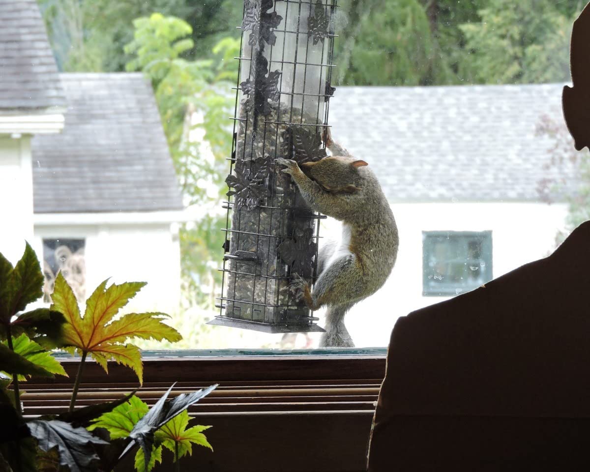 Perky-Pet Squirrel-Be-Gone Bird Feeder, 2 lb Seed Capacity customer photo 2