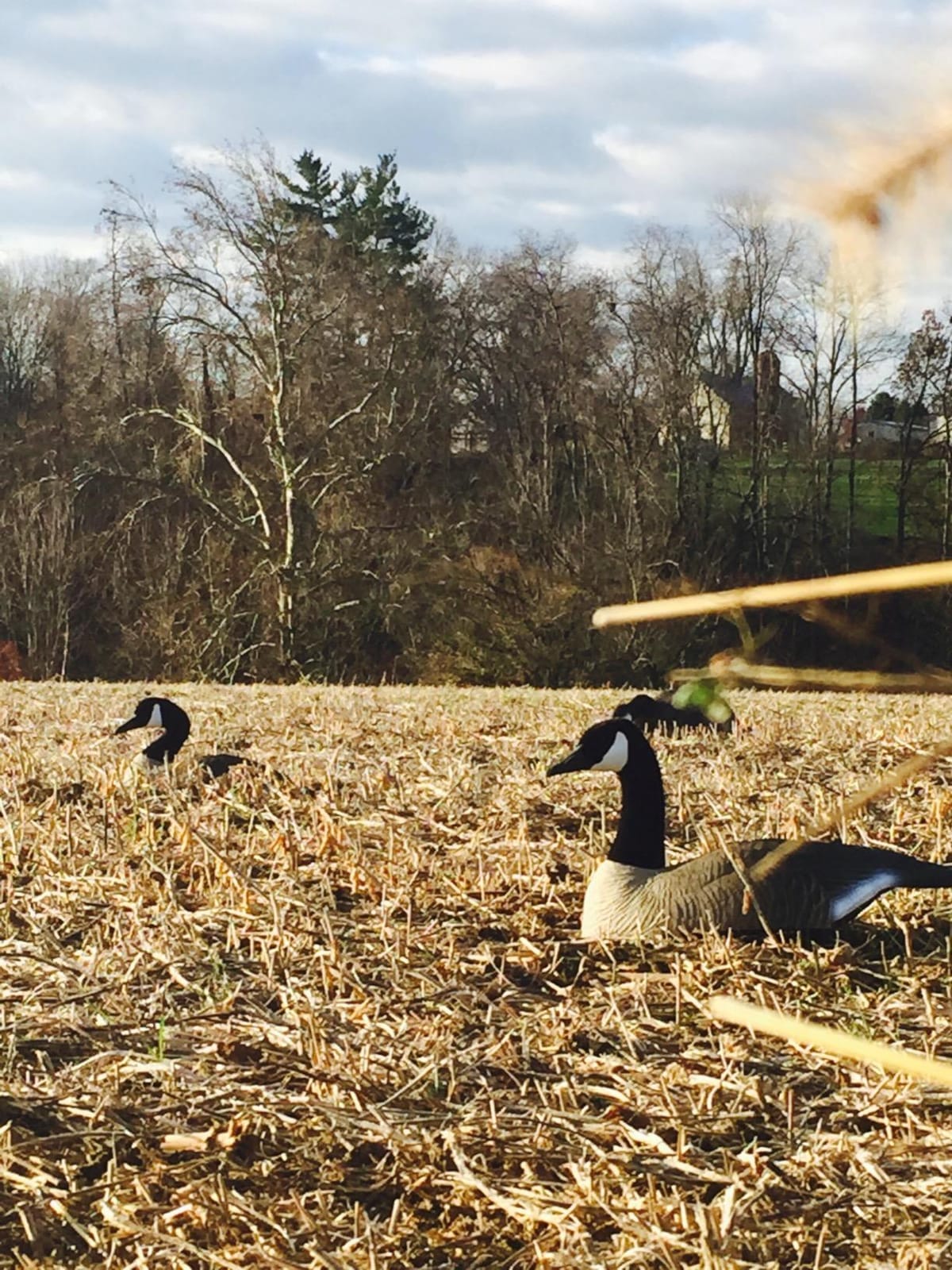 Higdon Outdoors Half Shell Goose Decoys for Waterfowl Hunting | Realistic & Stackable for Optimal Storage | Variety of Sizes and Species: Canada/Specklebelly/Blue/Snow/Sleeper/Full-Size/Magnum | 6pk customer photo 1