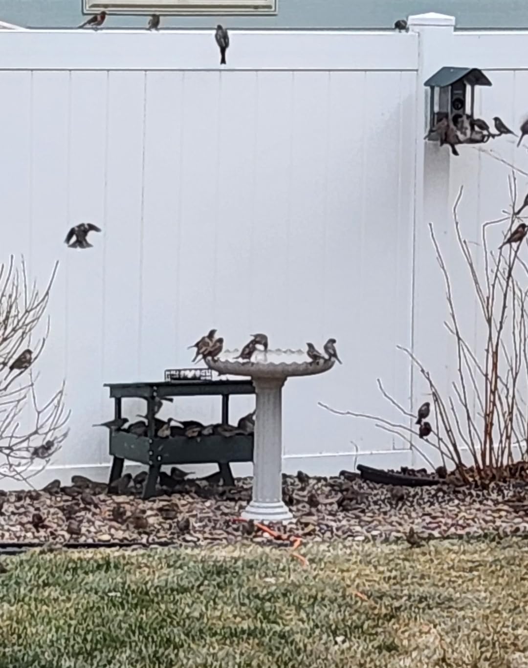 Farm Innovators HBC-120C Heated Birdbath with Pedestal, 120W, Gray | Scalloped design mimics concrete birdbaths in appearance; durable, stable and long-lasting customer photo 1