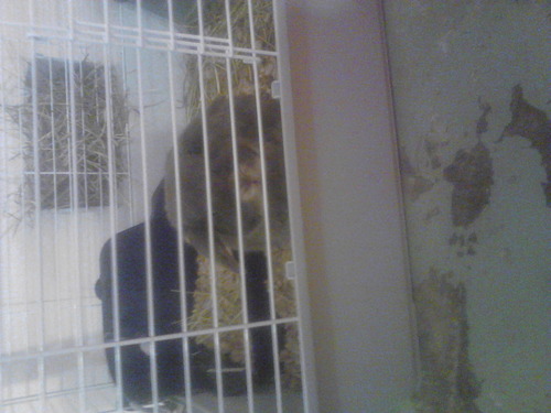Living World - Deluxe Hybrid Habitat, X-Large | Rabbit, Guinea Pig, Chinchillas, and Small Animal Cage customer photo 2