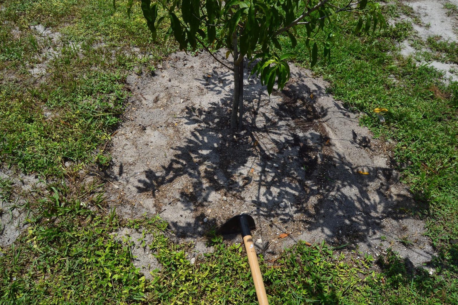 Rogue Hoe 7 Inch Wide Blade Heavy Duty Garden Cultivator Field Cotton Hoe Tool customer photo 1