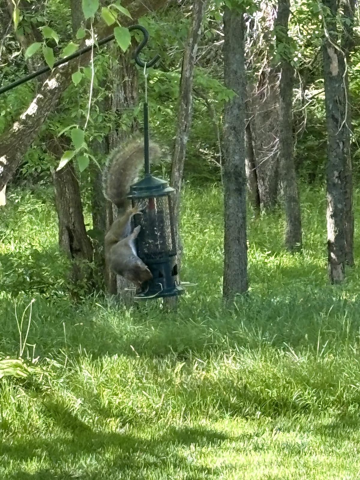 Squirrel Buster Standard Squirrel-proof Bird Feeder w/4 Metal Perches, 1.3-pound Seed Capacity, garden green customer photo 2