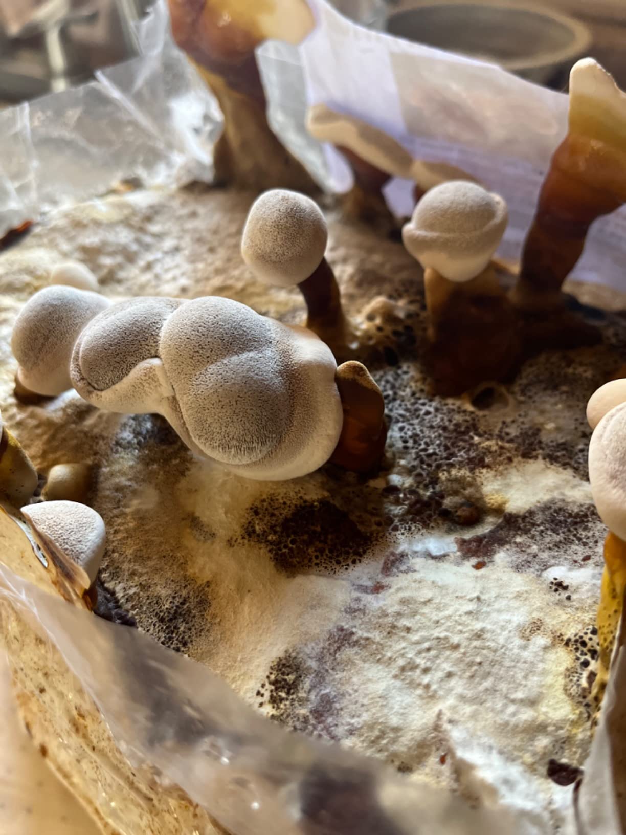 Mushroom Man LLC Reishi Mushroom Indoor Growing Kit customer photo 1