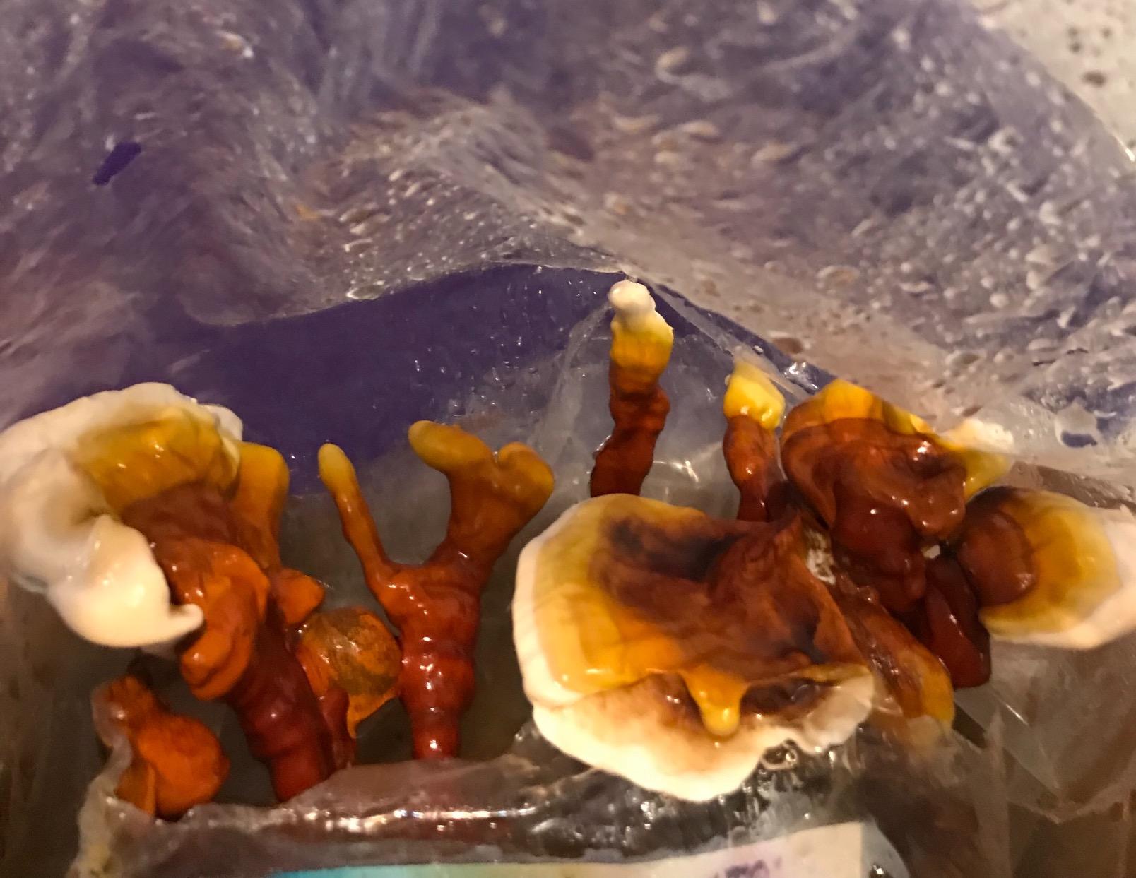 Mushroom Man LLC Reishi Mushroom Indoor Growing Kit customer photo 2