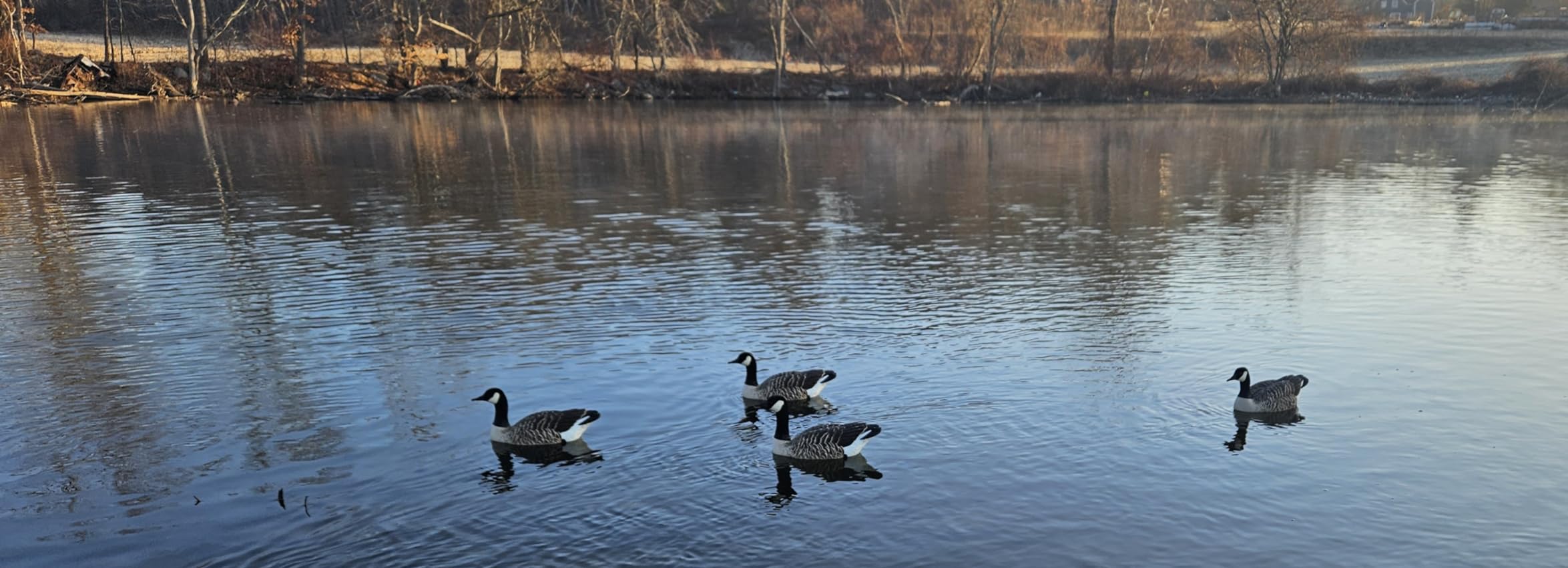 Avian X Topflight Honker Floating Goose Decoys, True-to-Life Postures | Weight-Forward Swim Keel for Natural Water Movement, Stable Placement, Marsh Setups, Field Seasons & Outdoor Recreation customer photo 1