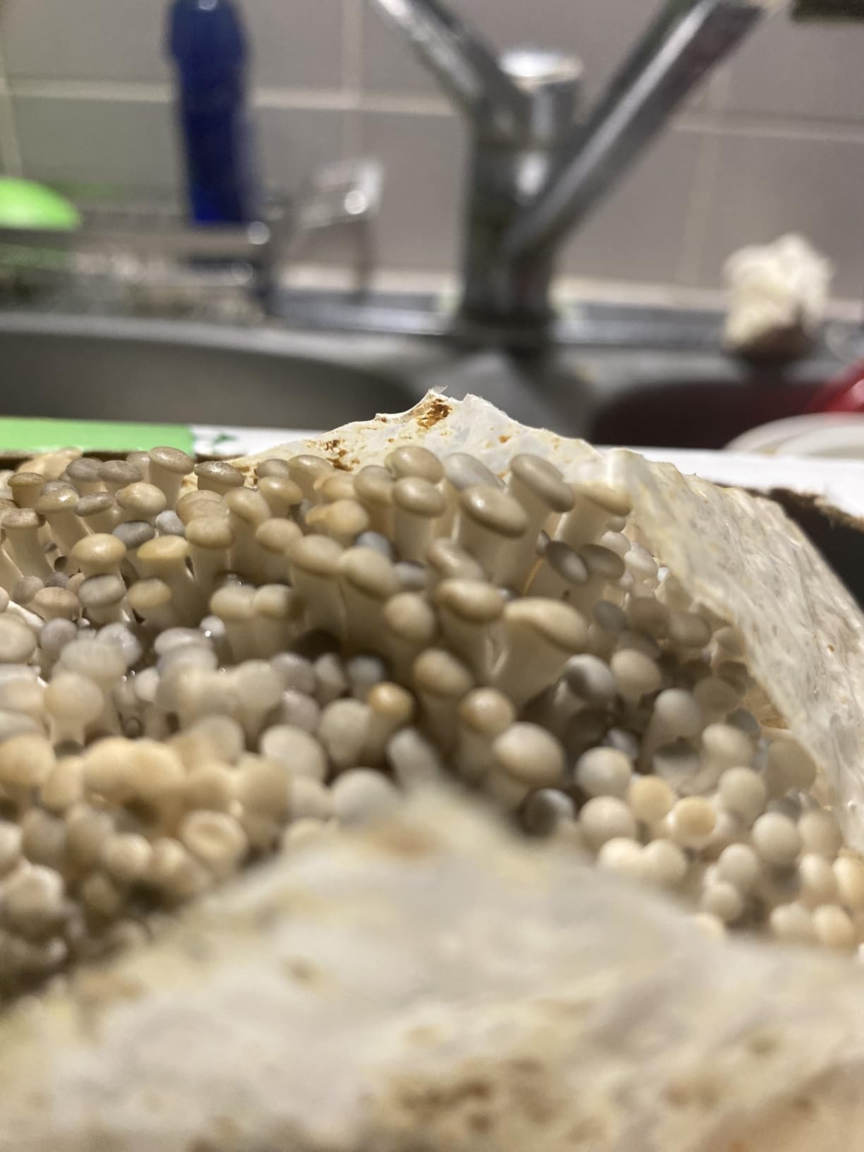 Back to the Roots Organic Mini Mushroom Grow Kit, Harvest Gourmet Oyster Mushrooms In 10 days, Top Gardening Gift, Holiday Gift, & Unique Gift customer photo 1