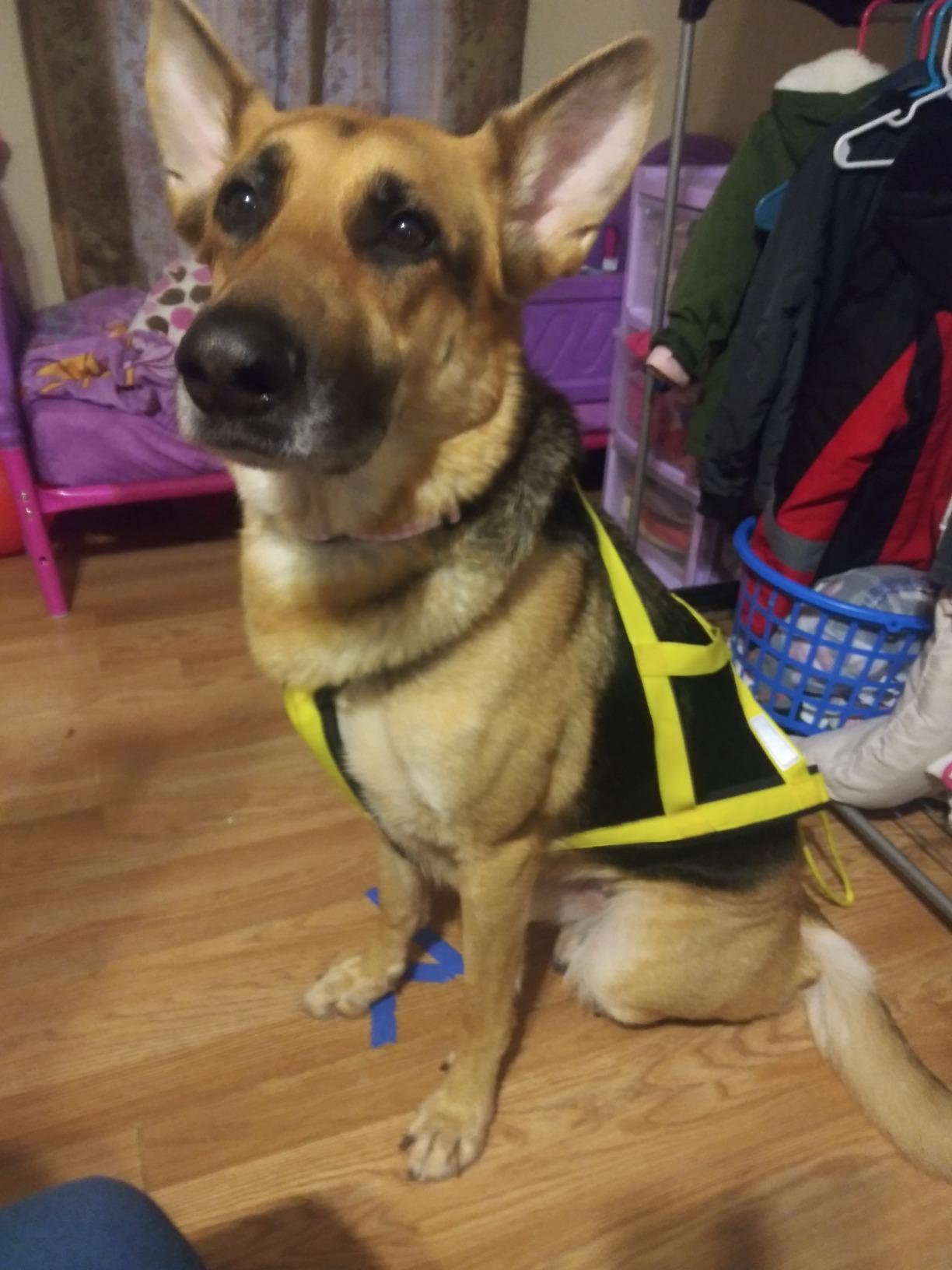 Neewa Pro Sled Dog Harness (Yellow, Large (Neck 18 Chest 32 Back 21)) customer photo 1