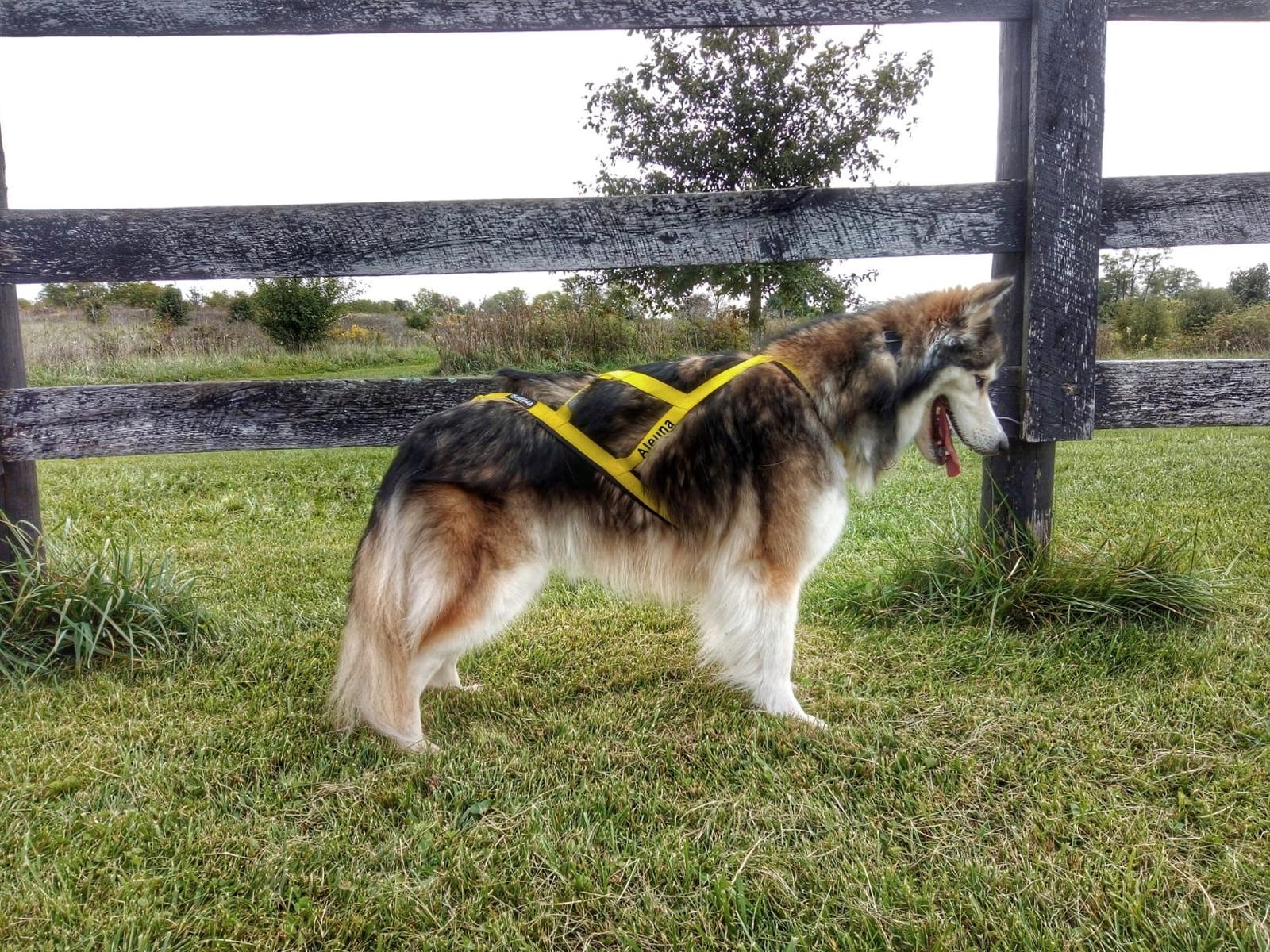 Neewa Pro Sled Dog Harness (Yellow, Large (Neck 18 Chest 32 Back 21)) customer photo 2