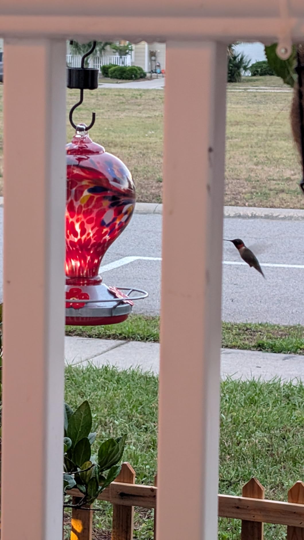 Hummingbird Feeder by Grateful Gnome - Large Hand Blown Stained Glass Feeder for Garden, Patio, Outdoors, Window with Accessories S-Hook, Ant Moat, Brush - 36fl oz, Large Blue Egg Design customer photo 1