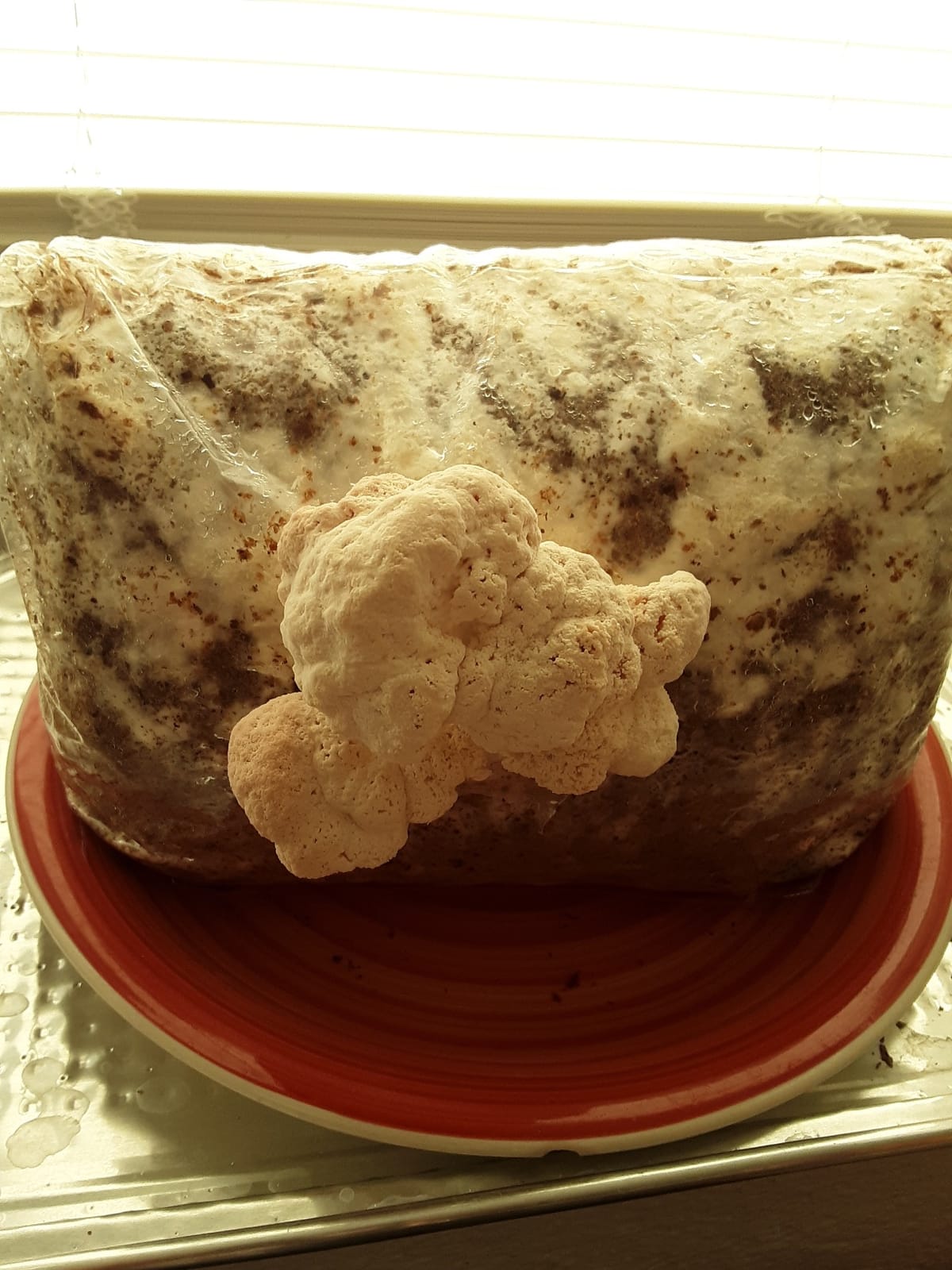 Mushroom Man LLC, Lion's Mane Mushroom Kit customer photo 1