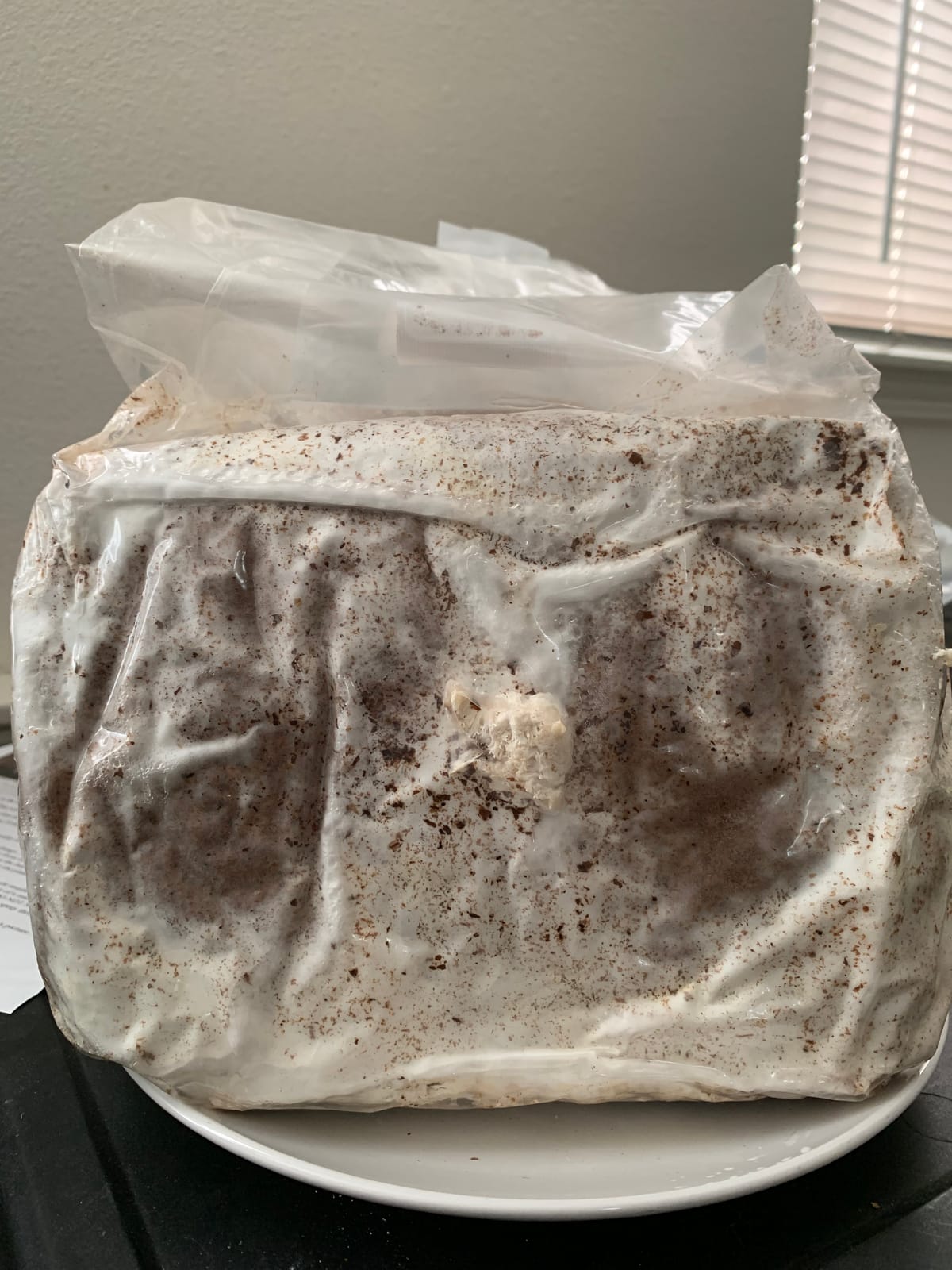 Mushroom Man LLC, Lion's Mane Mushroom Kit customer photo 2