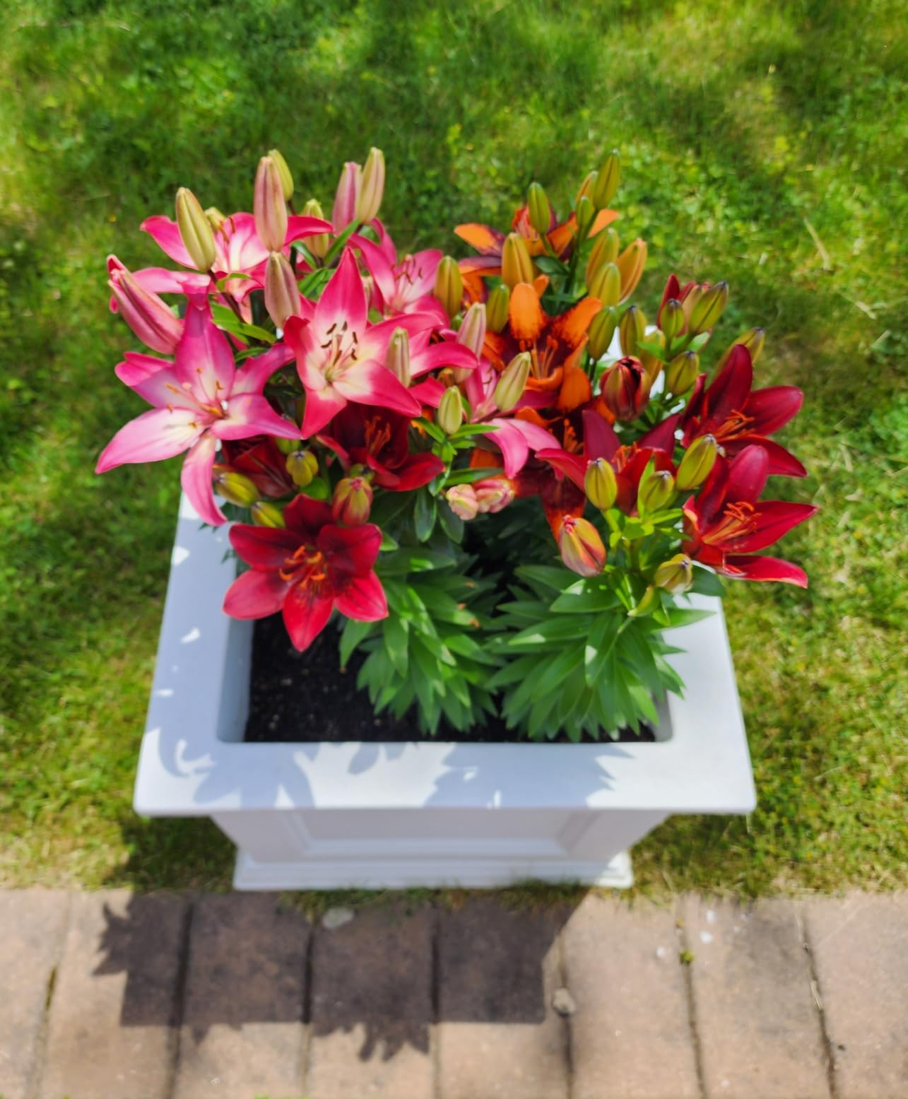 Mayne Fairfield 20in Self-Watering Square Planter, Espresso | Self-watering, All season, Fade resistant, Double-wall design, 15-year warranty customer photo 2