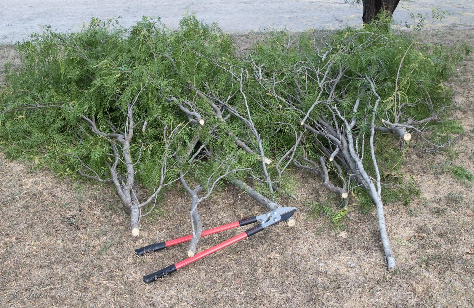 TABOR TOOLS GG12A Anvil Lopper with Compound Action, 30 Inch Tree Trimmer & Branch Cutter, Heavy Duty Tree Pruner with 2 Inch Cut Capacity, Chops Thick Dry Branches with Ease customer photo 1