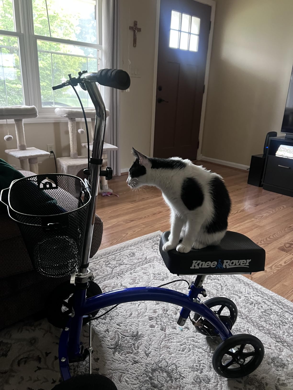 KneeRover Hybrid All Terrain Knee Scooter for Adults, Blue customer photo 2