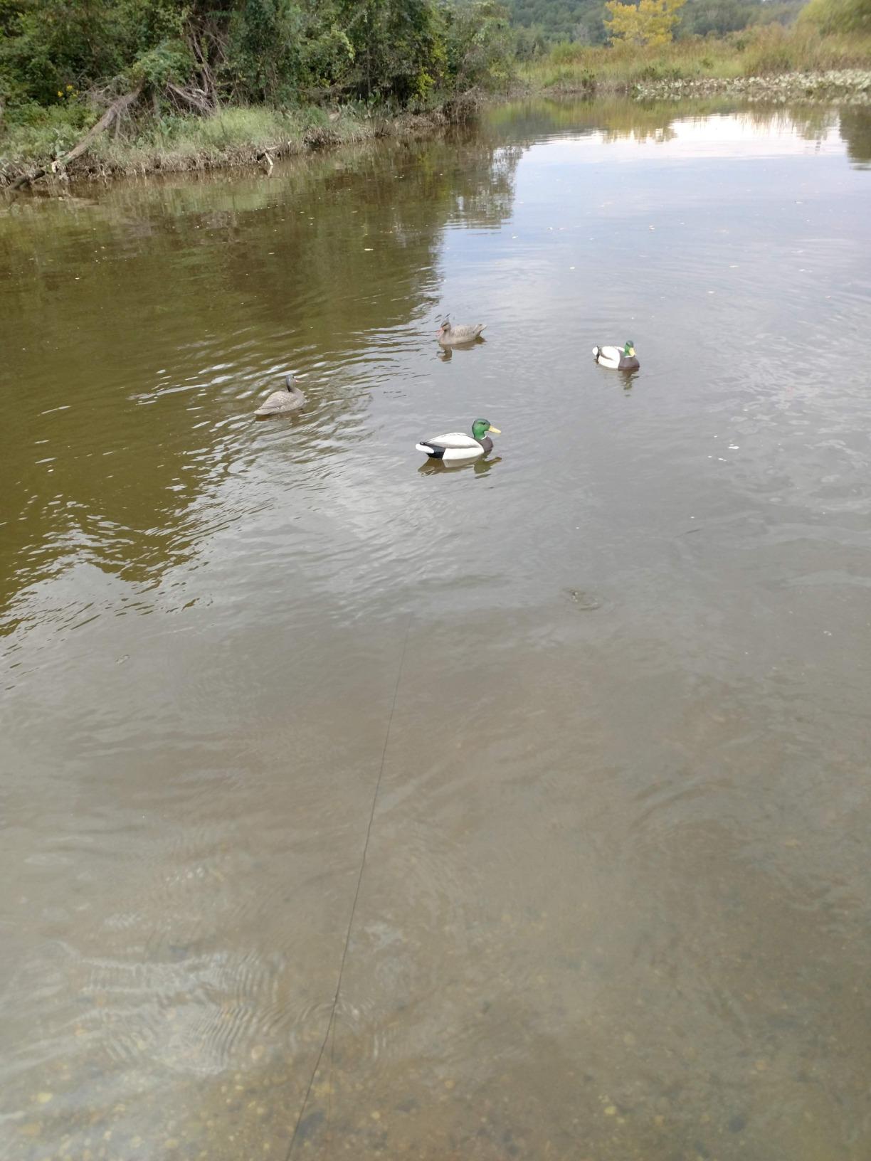 Motion Ducks Single Decoy Spreader and Jerk System customer photo 1