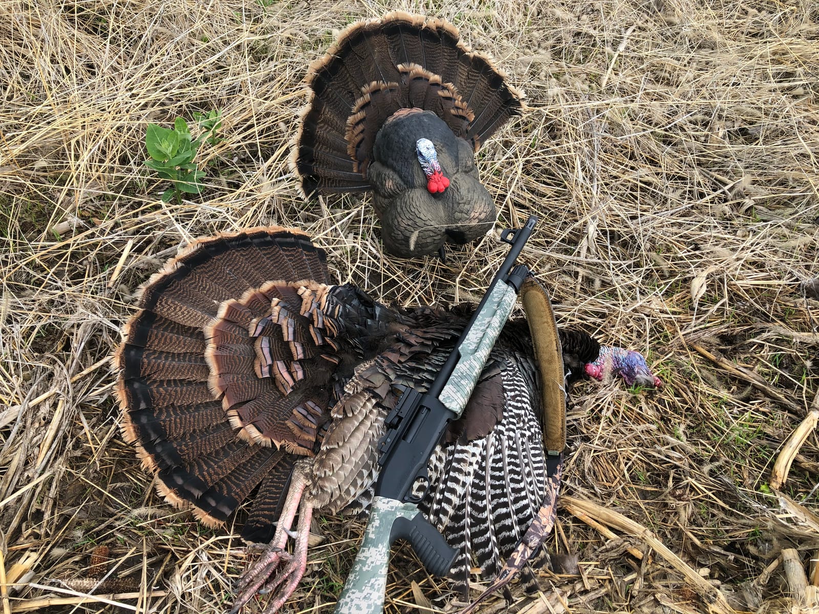 Flextone Hunting Lightweight Ultra Realistic Lifelike Plastic Outdoor Thunder Creeper Gobbler Turkey Decoy customer photo 1