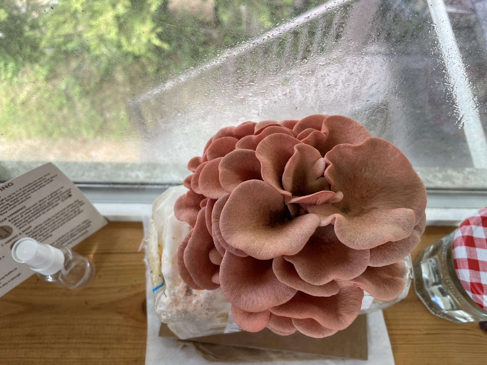 Forest Origins Pink Oyster Mushroom Grow Kit, Ready to Grow Indoors customer photo 2
