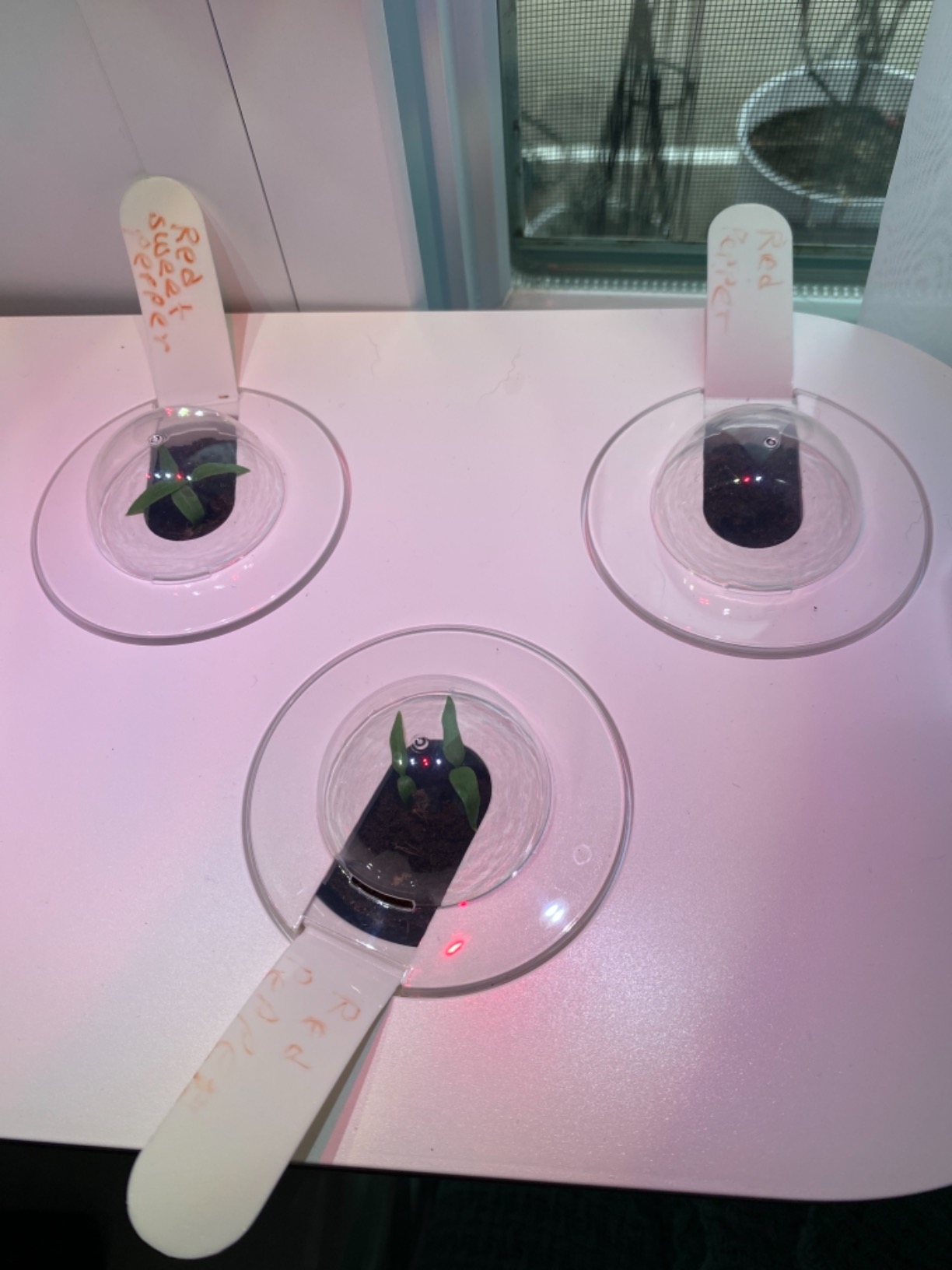 Click & Grow Smart Garden 9 Indoor Herb Garden Kit with Grow Light, White customer photo 2