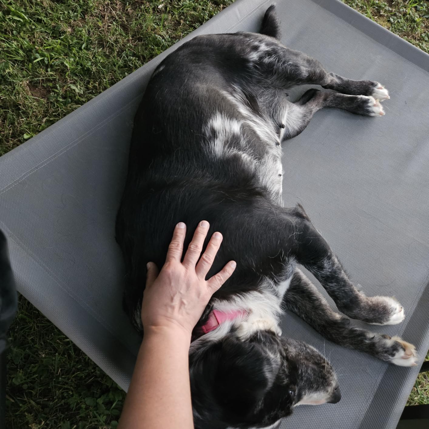 Amazon Basics Cooling Breathable Elevated Dog Bed with Durable Metal Frame, Medium, 43 x 26 x 7.5 Inch, Grey, Easy to Assemble customer photo 1