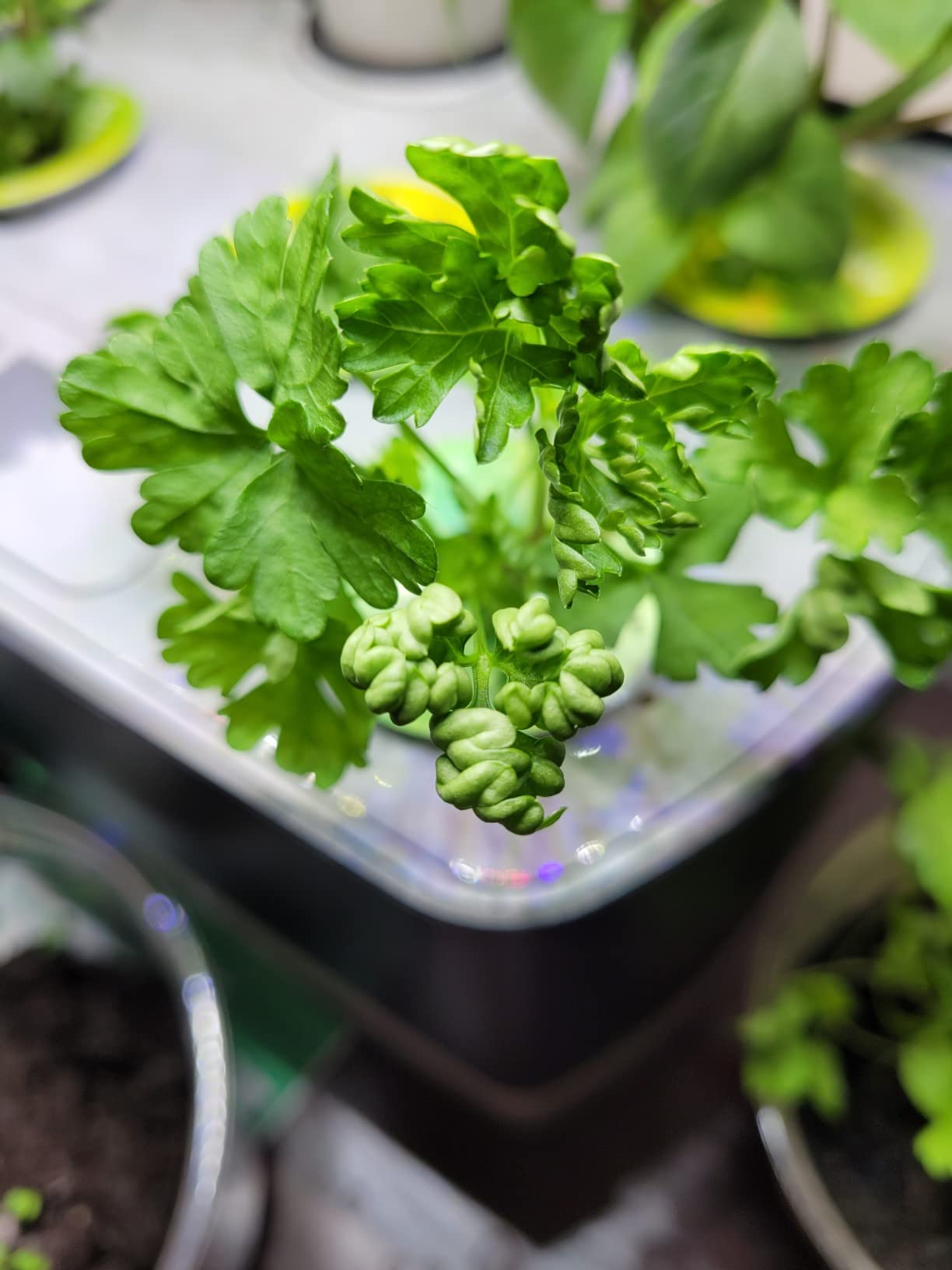 AeroGarden Harvest Indoor Garden Hydroponic System with LED Grow Light customer photo 2