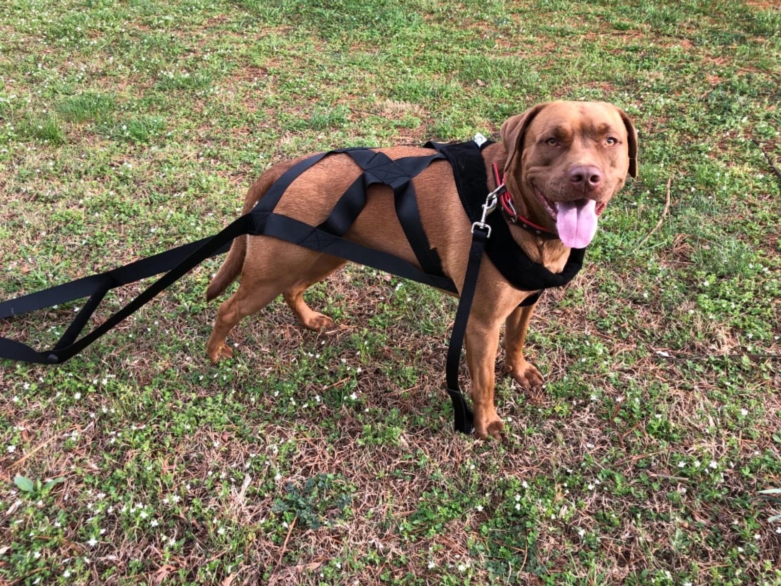 PET ARTIST Dog Sled Harness for Large Work Dogs, Dog Pulling Sledding Harnesses for Behaviors Training, Weight Pulling, Canicross, Ski-Joring customer photo 1