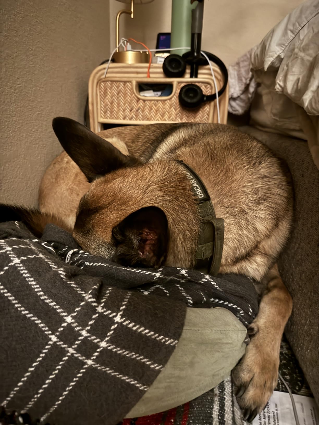 K&H Heated Dog Bed, Thermo-Snuggly Sleeper Indoor, Safety Listed, Medium 6W | Removable Waterproof Dog Heating Pad, Calming Pillow Pet Bed, Machine Washable, 26x20in, Sage/Tan customer photo 1