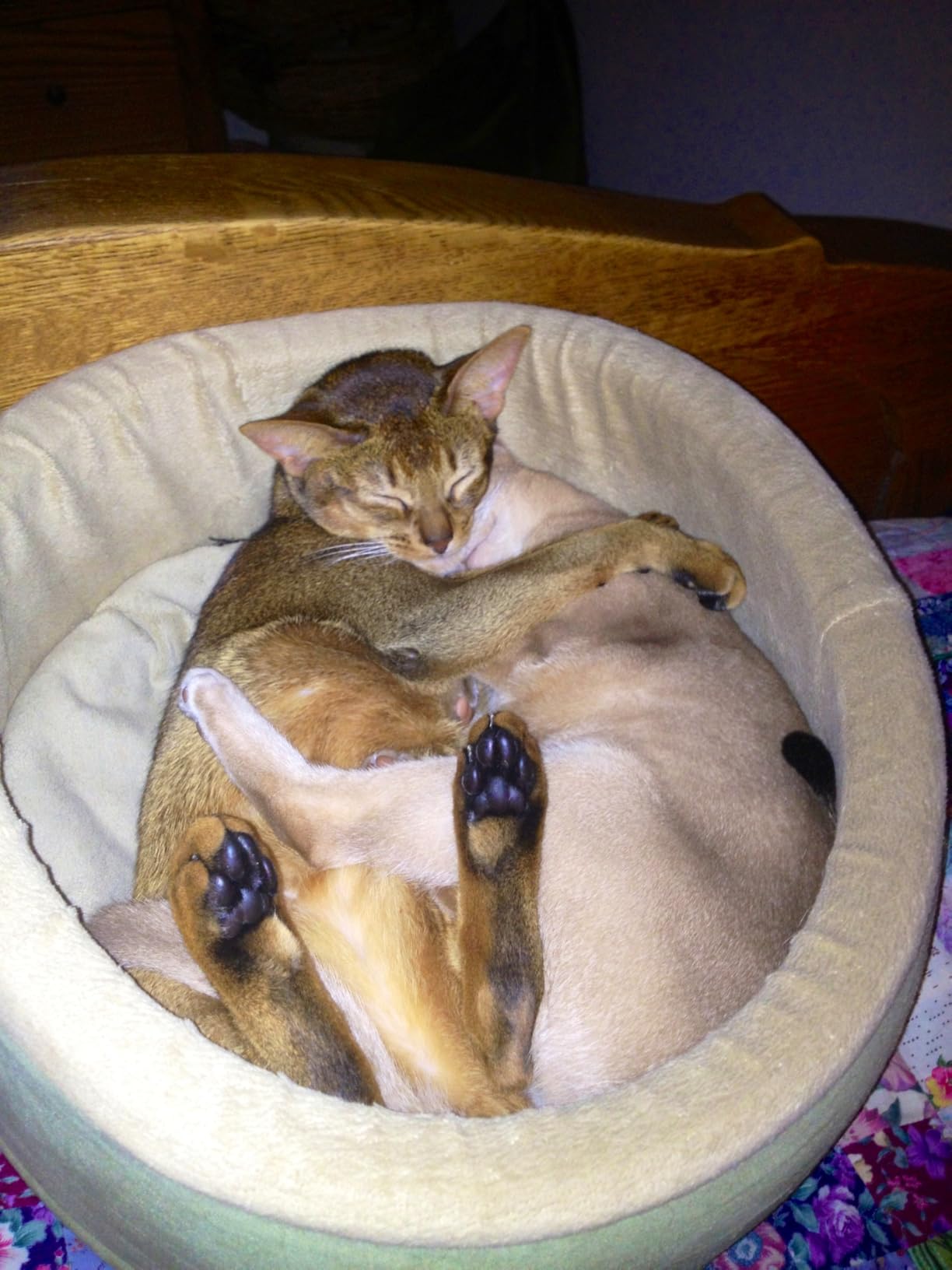 K&H Heated Cat Bed, Thermo-Kitty Bed Indoor, Safety Listed, Large 20in, 4W | Removable Waterproof Cat Heating Pad, Calming Warming Pillow Pet Bed for Large Indoor Cats & Dogs, Machine Washable, Mocha customer photo 2