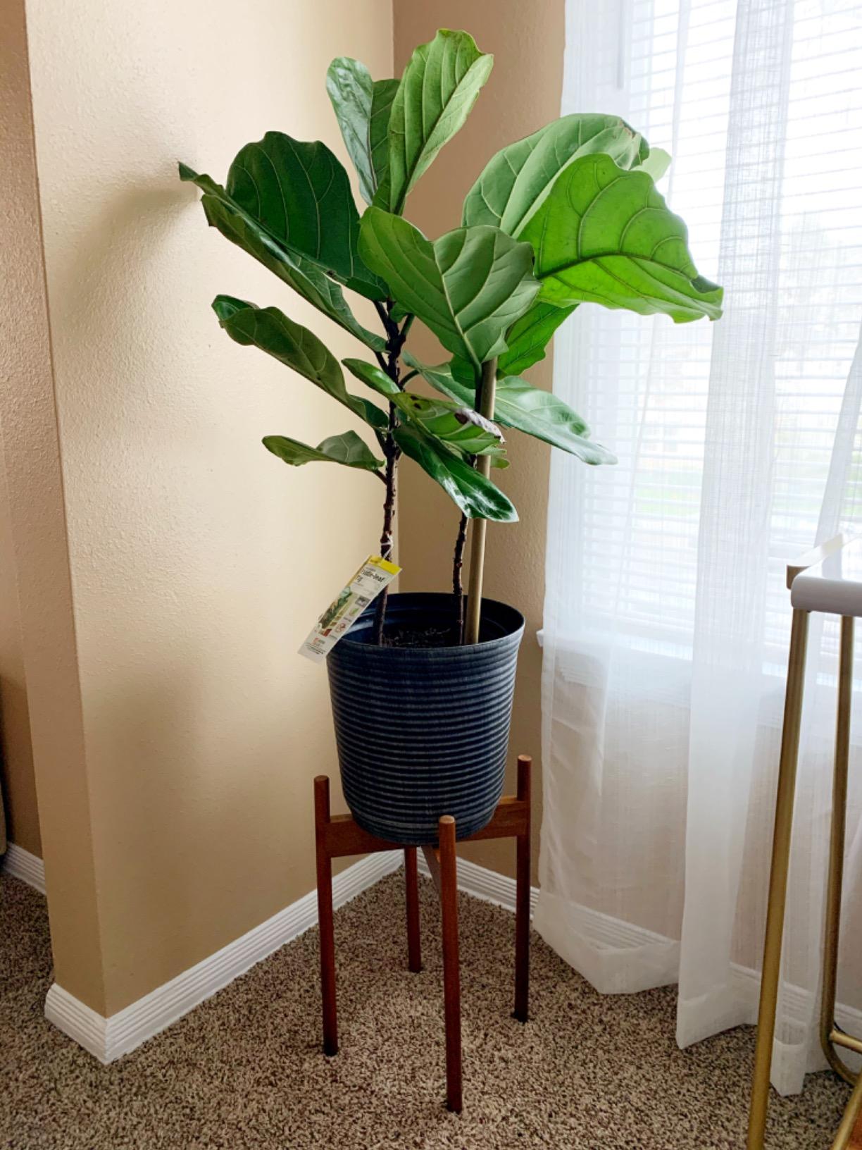 Fox & Fern Mid Century Plant Stands for Indoor Planters, Acacia, 10 Inch - Plug In Design, Holds 175 lbs customer photo 2