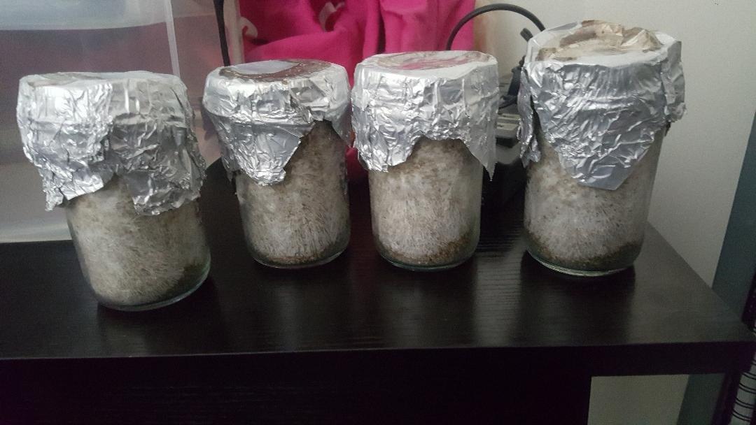 12 Jars Mushroom Growing Kit Ultimate Fast Automated Cultivation Equipment customer photo 1
