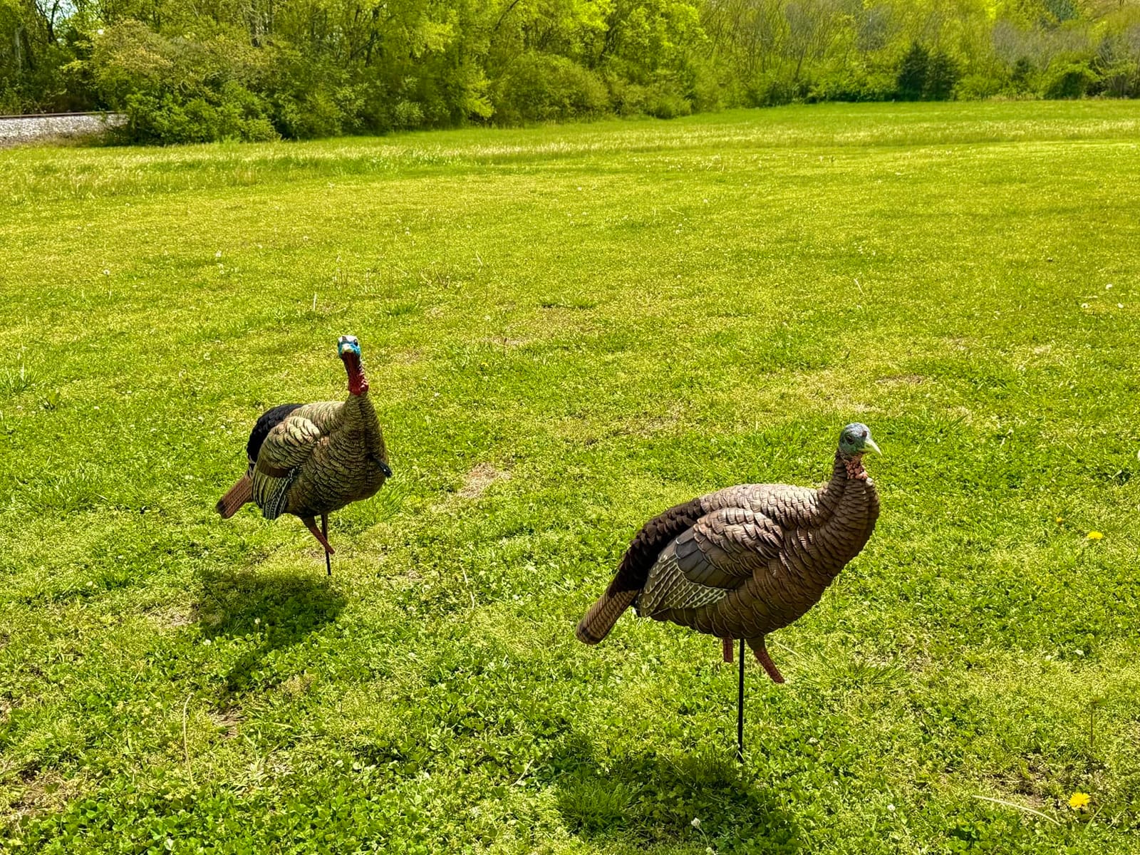 Avian-X HDR Jake Turkey Decoy | Rugged Durable Realistic Lifelike Quarter-Strut Body Standing Hunting Decoy with 2 Removable Heads, Mounting Stake & Carry Bag customer photo 1