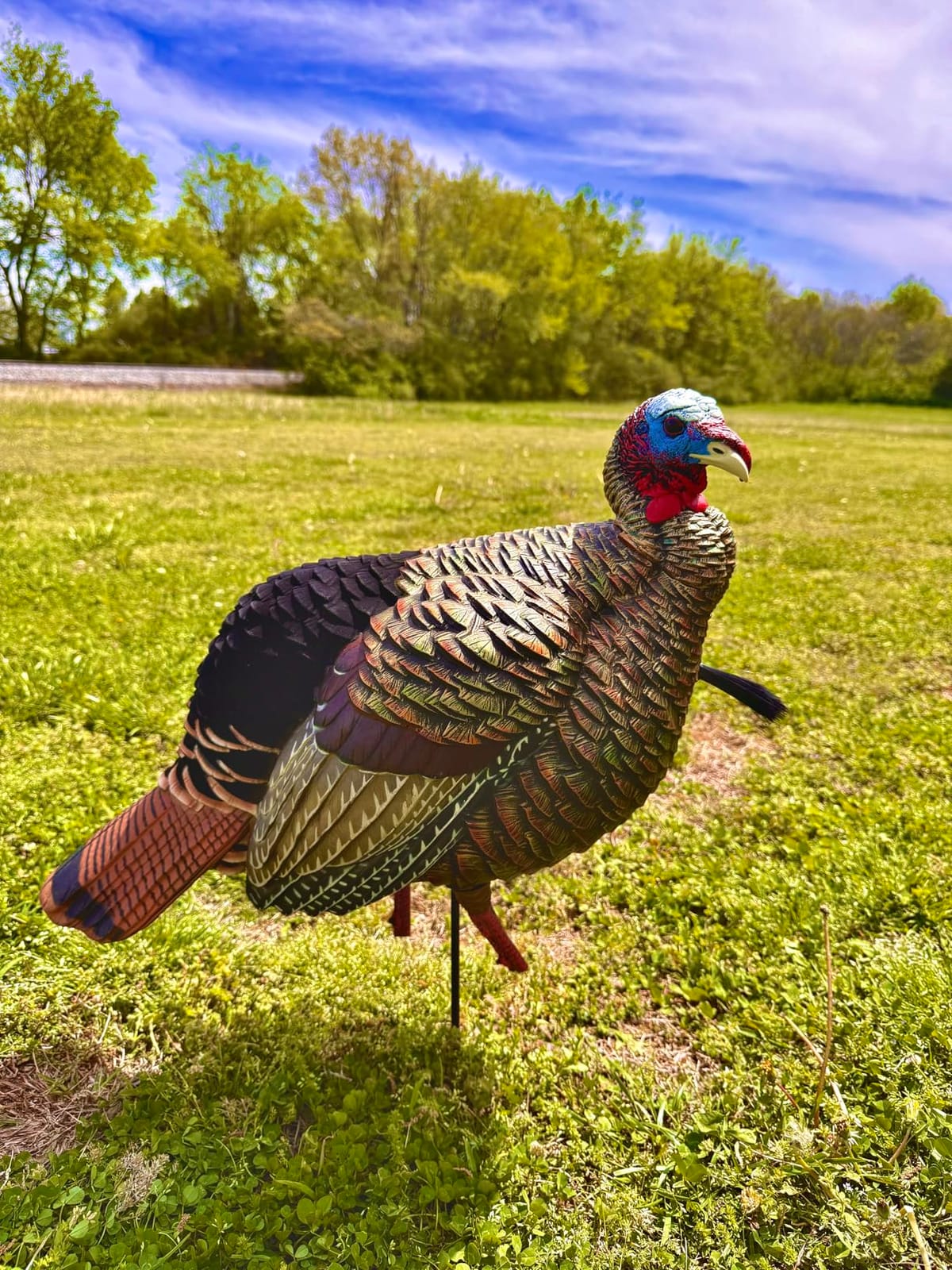 Avian-X HDR Jake Turkey Decoy | Rugged Durable Realistic Lifelike Quarter-Strut Body Standing Hunting Decoy with 2 Removable Heads, Mounting Stake & Carry Bag customer photo 2