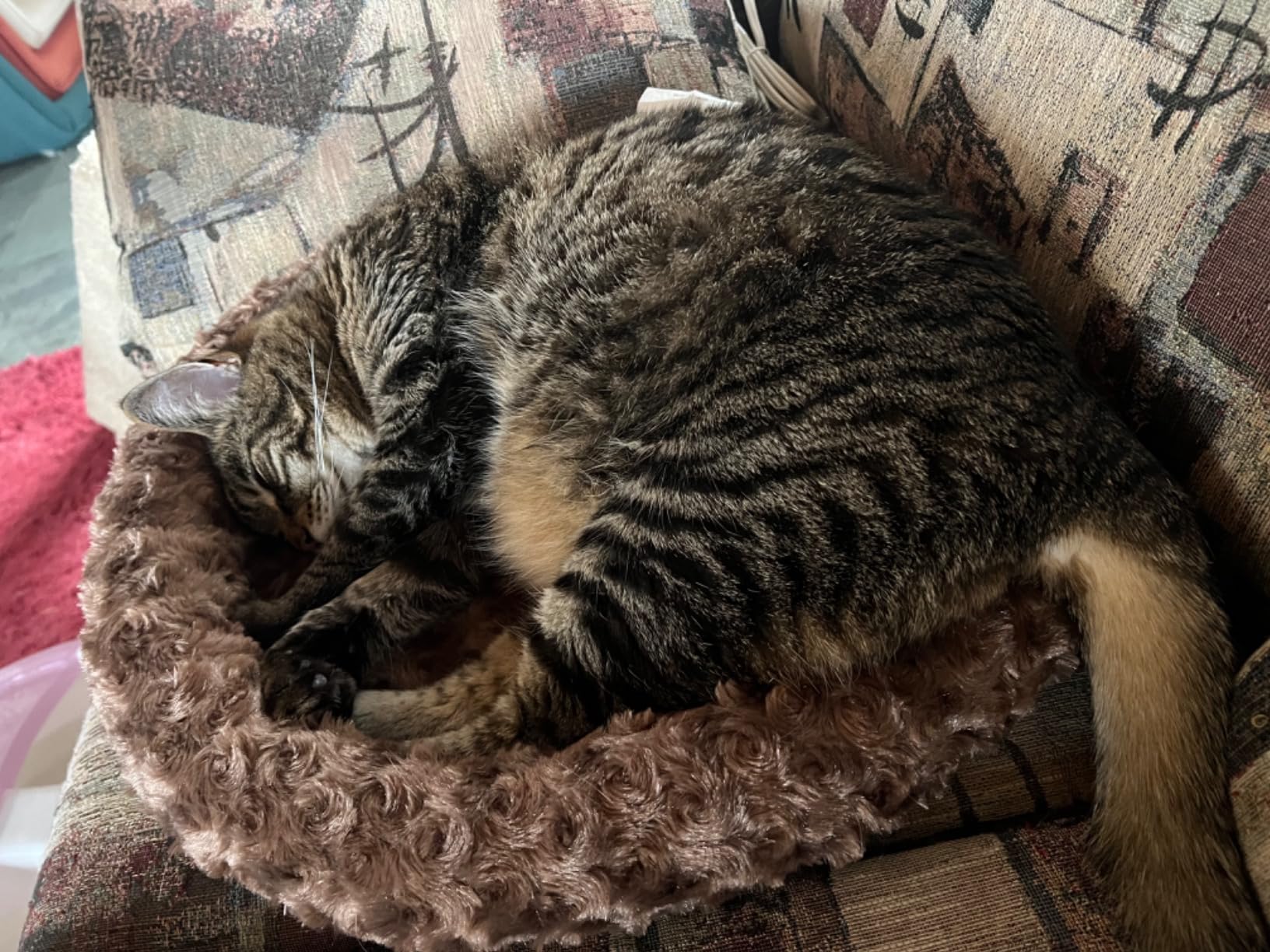K&H Heated Cat Bed, Thermo-Kitty Fashion Splash Indoor, Safety Listed | Removable Waterproof Cat Heating Pad, Orthopedic Foam Heated Dog Bed for Large Cats & Dogs, Large 22x16in, 4 Watts, Blue customer photo 1