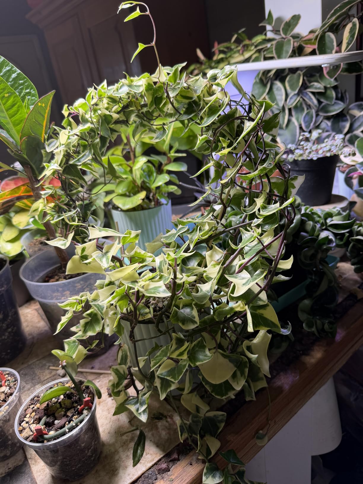 T4U Self Watering Pots for Indoor Plants, 6 Inch 6 Pack Planter White | African violet pothos ferns, Herb garden kitchen, Bottom feed reservoir, Easy care maintenance customer photo 1
