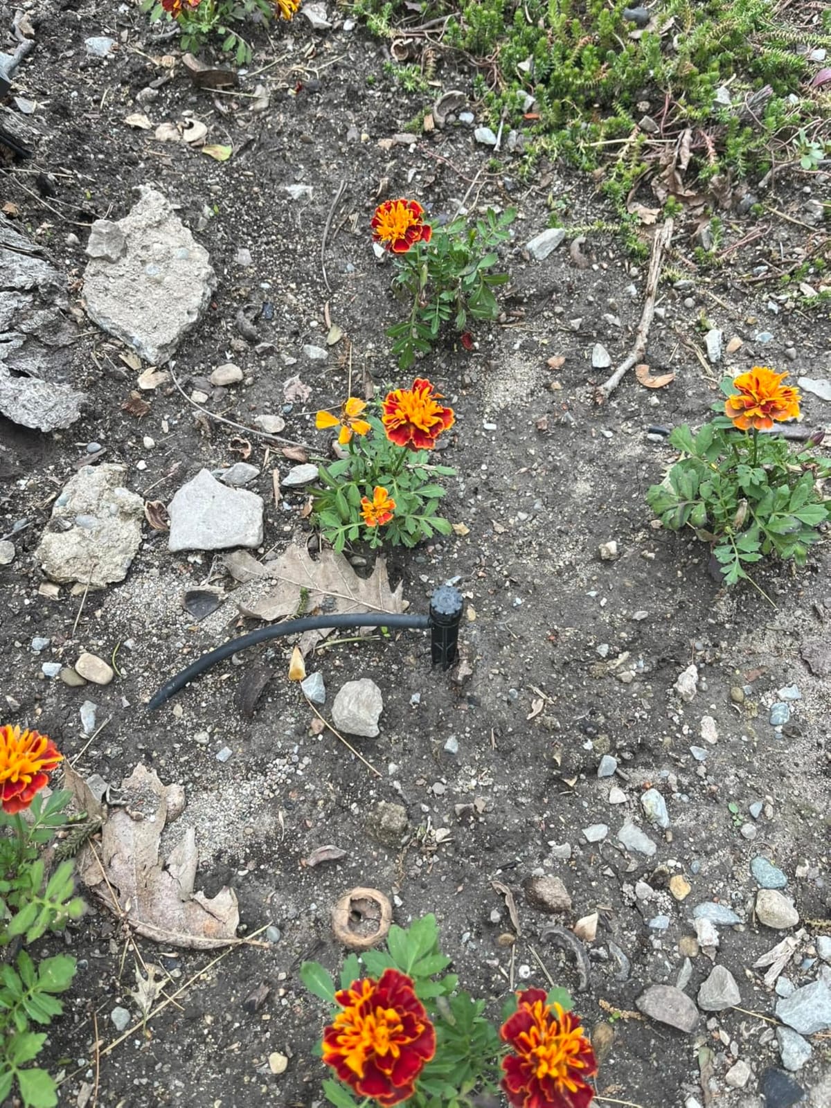Rain Bird LNDDRIPKIT Drip Irrigation Kit customer photo 2