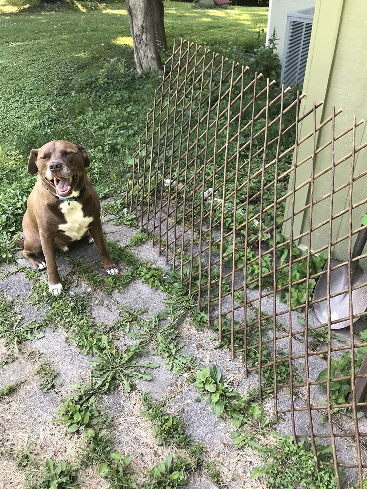 GLANT Lattice Fence Willow Expandable Plant Climbing Lattices Trellis Fence, Open Screen Fencing, Willow customer photo 1