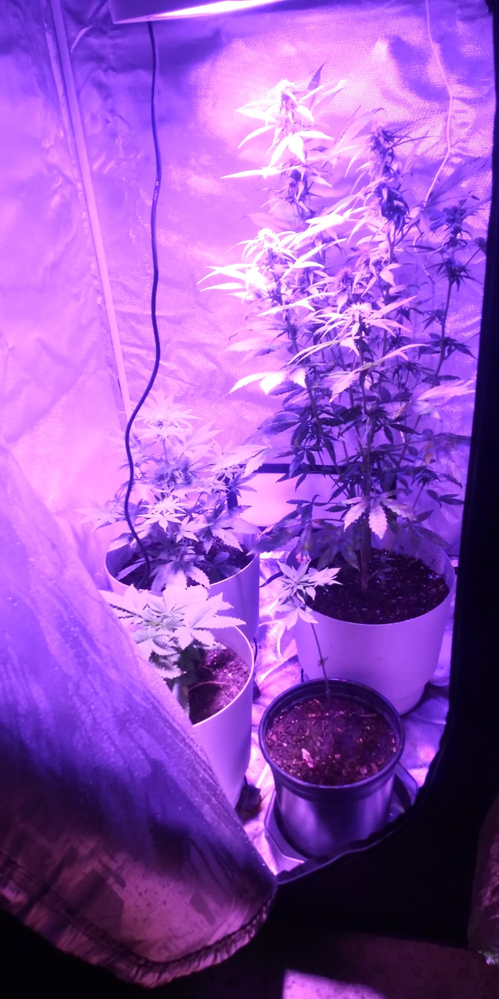 Grow Tent Complete Kit 300W LED Grow Light Full-Spectrum Indoor Hydroponics 32