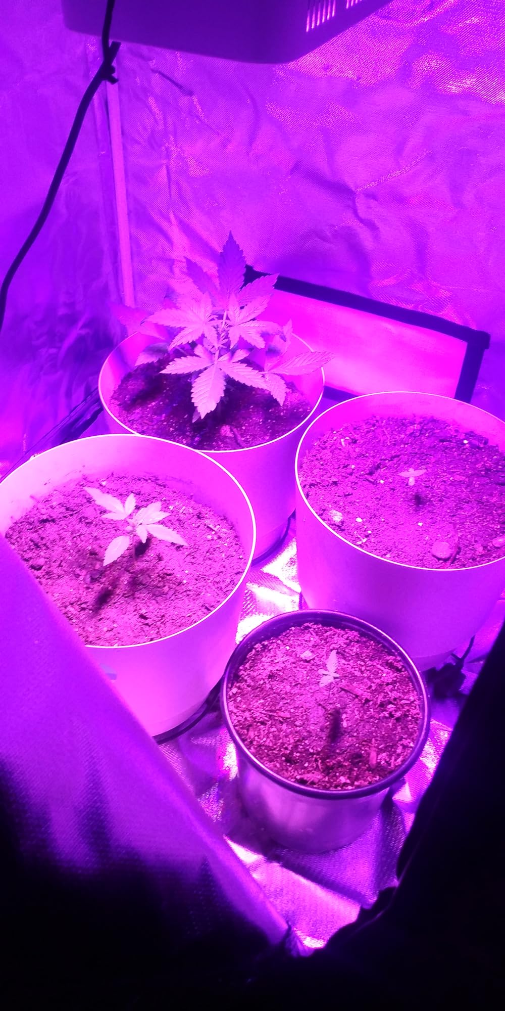 Grow Tent Complete Kit 300W LED Grow Light Full-Spectrum Indoor Hydroponics 32