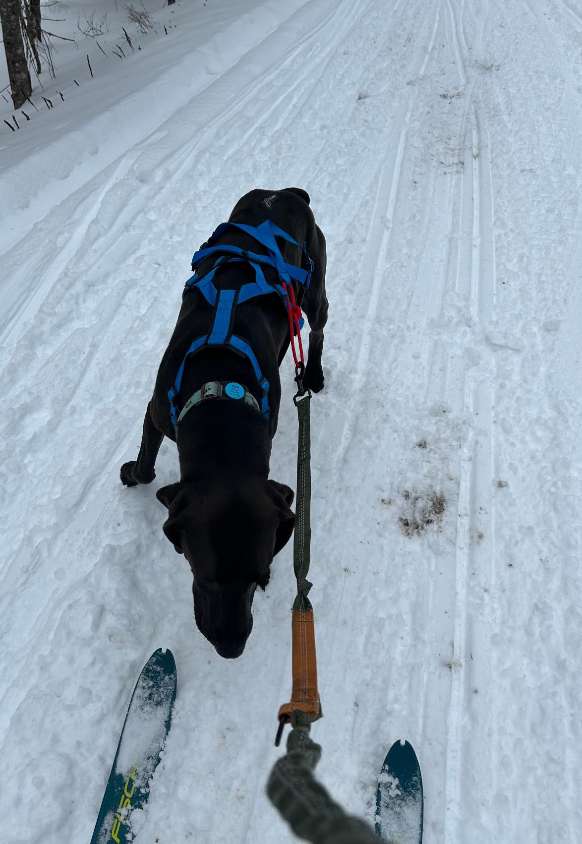 Neewa Adjustable Sled Pro Harness - Small, Pink, Dog Pulling Harness for Large Breeds & Giant Dogs, Great for Dog Joring customer photo 1