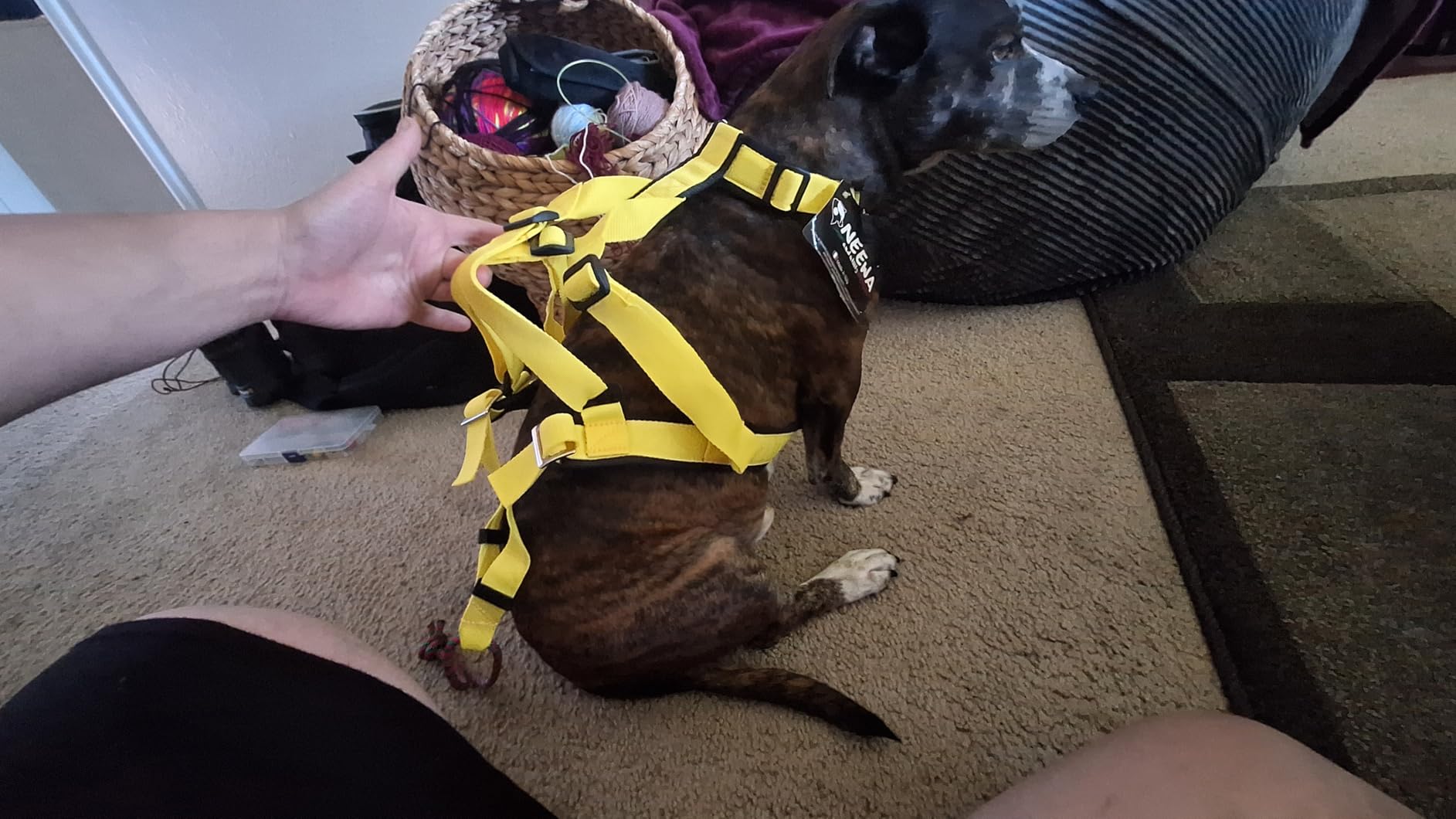 Neewa Adjustable Sled Pro Harness - Small, Pink, Dog Pulling Harness for Large Breeds & Giant Dogs, Great for Dog Joring customer photo 2