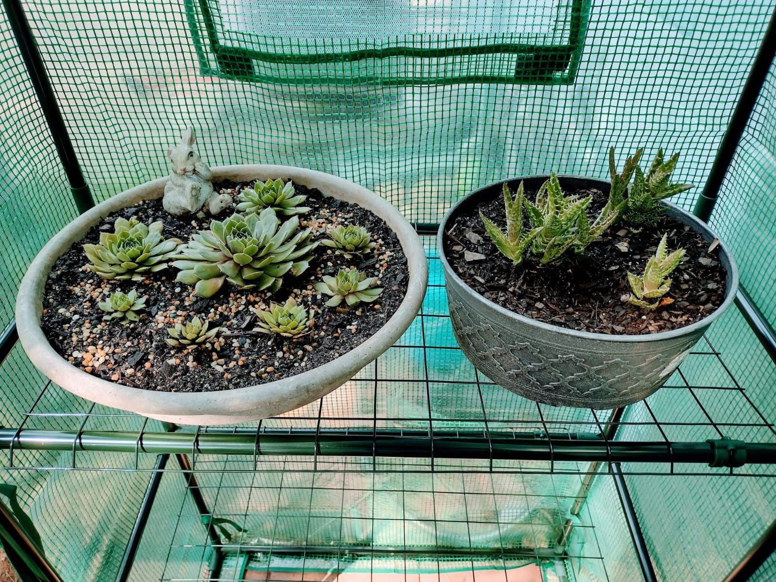Portable Walk-in Greenhouse for Outdoors, 56x30x76 Plant House with Shelves customer photo 2