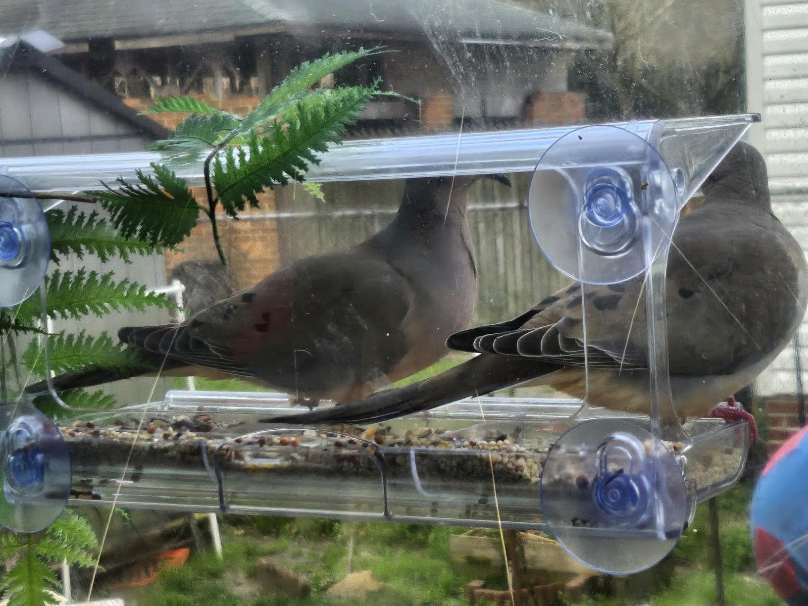 D.F. Omer Window Bird Feeder with 3 Section Tray and Roof Cover, Weatherproof Outdoor Suction Cup Hanger Acrylic Plastic Bird Feeder , Clear customer photo 2