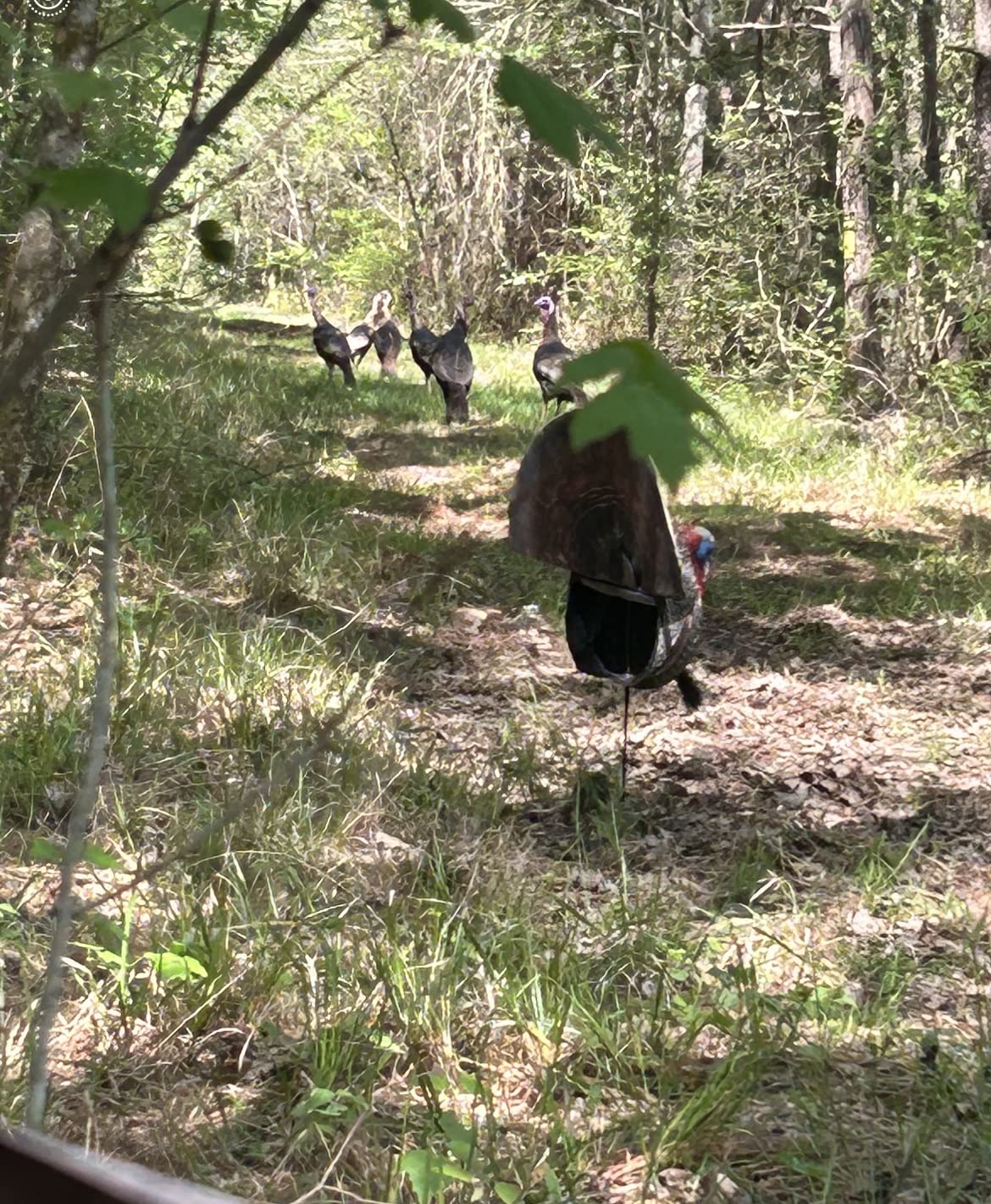The Grind Turkey Decoys, Durable and Lifelike Turkey Decoy, Grind Reaper Quarter Body Strutter, Brown customer photo 1